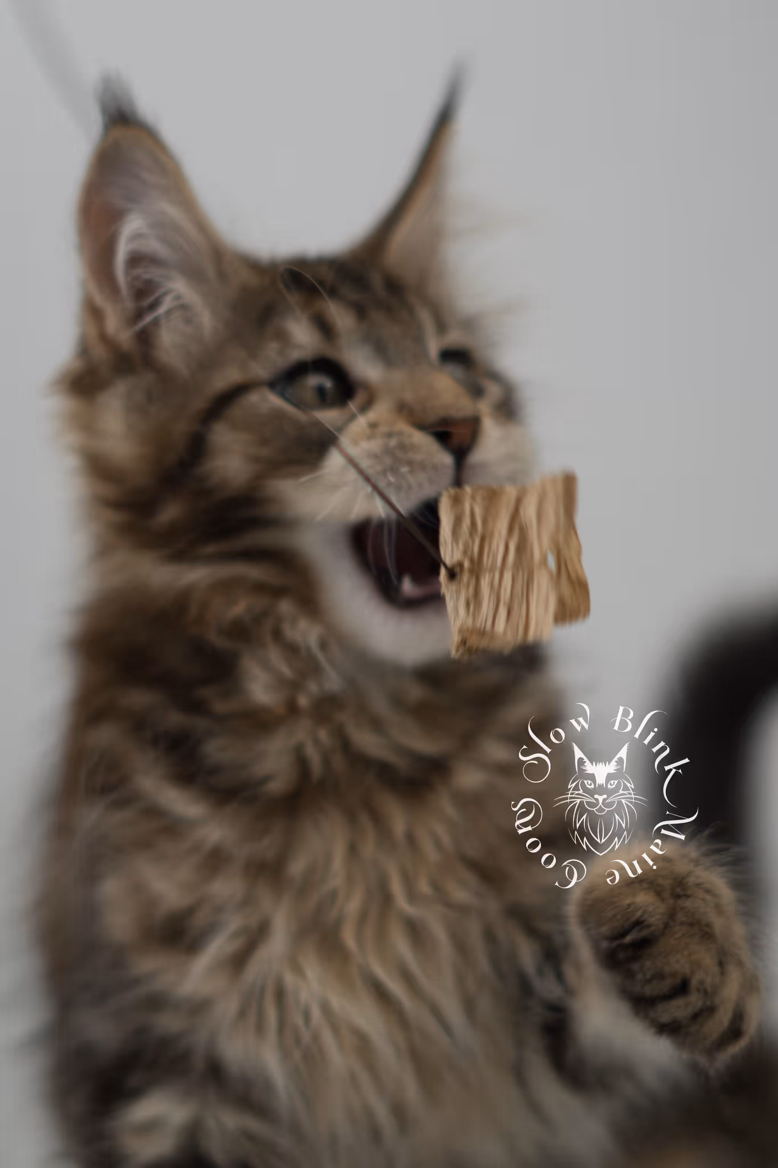 black tabby | maine coon kitten | taken may 2025 | ems code mco n 22 | male | age 8 weeks Black Tabby Maine Coon Kittens > black tabby | maine coon kitten | taken may 2025 | ems code mco n 22 | male | age 8 weeks | idx 01