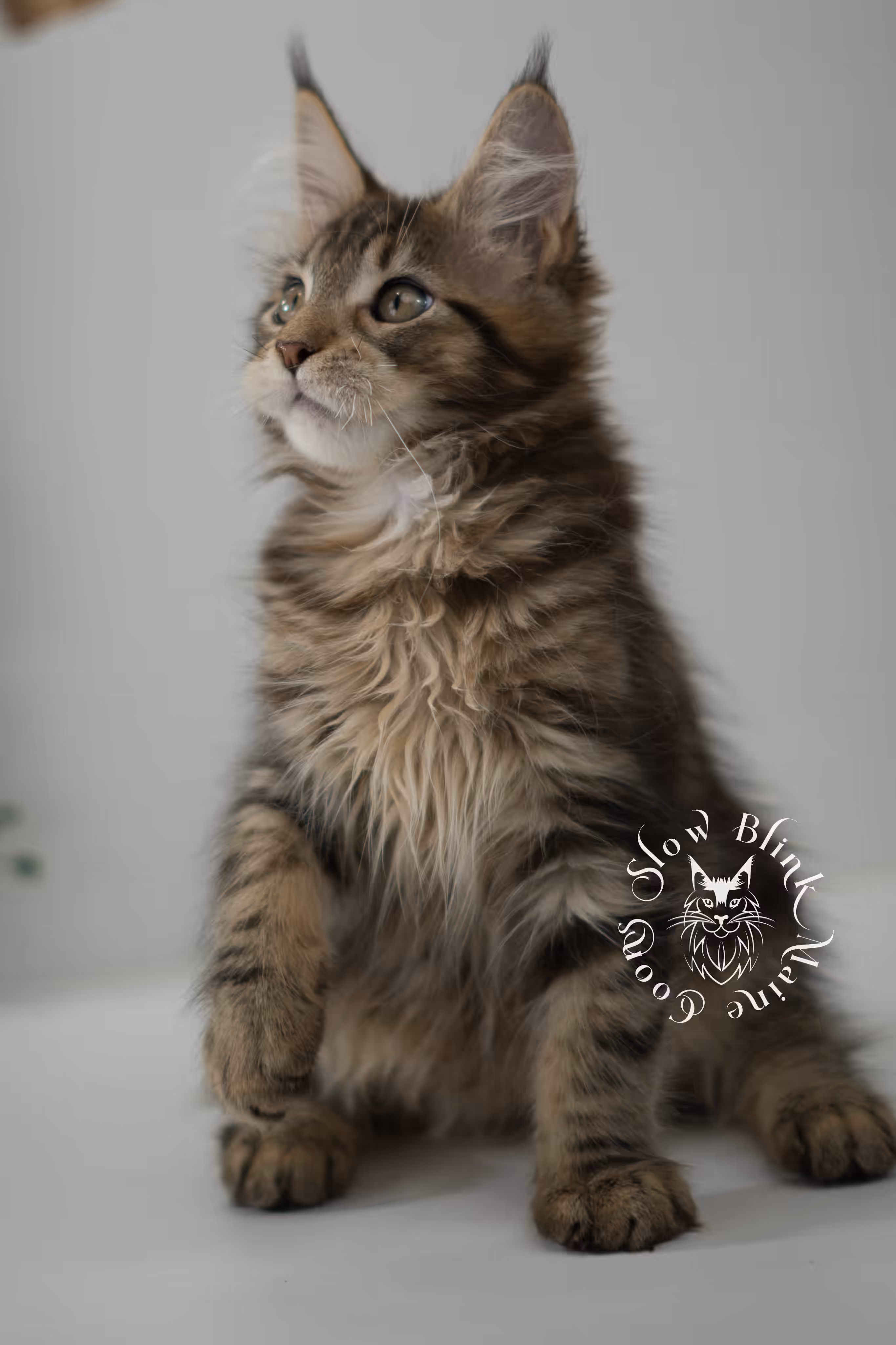 black tabby | maine coon kitten | taken may 2025 | ems code mco n 22 | male | age 8 weeks Black Tabby Maine Coon Kittens > black tabby | maine coon kitten | taken may 2025 | ems code mco n 22 | male | age 8 weeks | idx 02