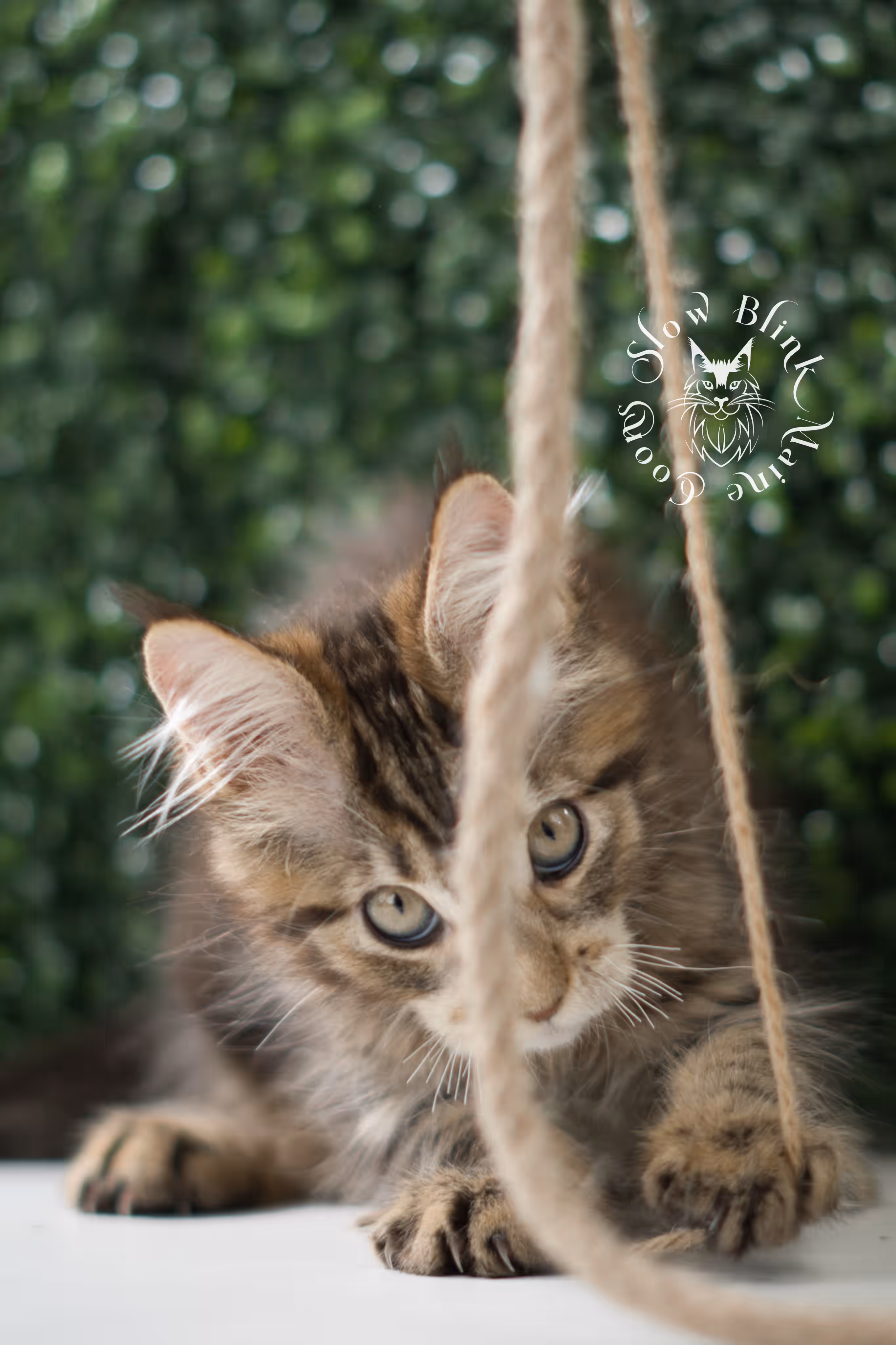 black tabby | maine coon kitten | taken may 2025 | ems code mco n 22 | male | age 8 weeks Black Tabby Maine Coon Kittens > black tabby | maine coon kitten | taken may 2025 | ems code mco n 22 | male | age 8 weeks | idx 03