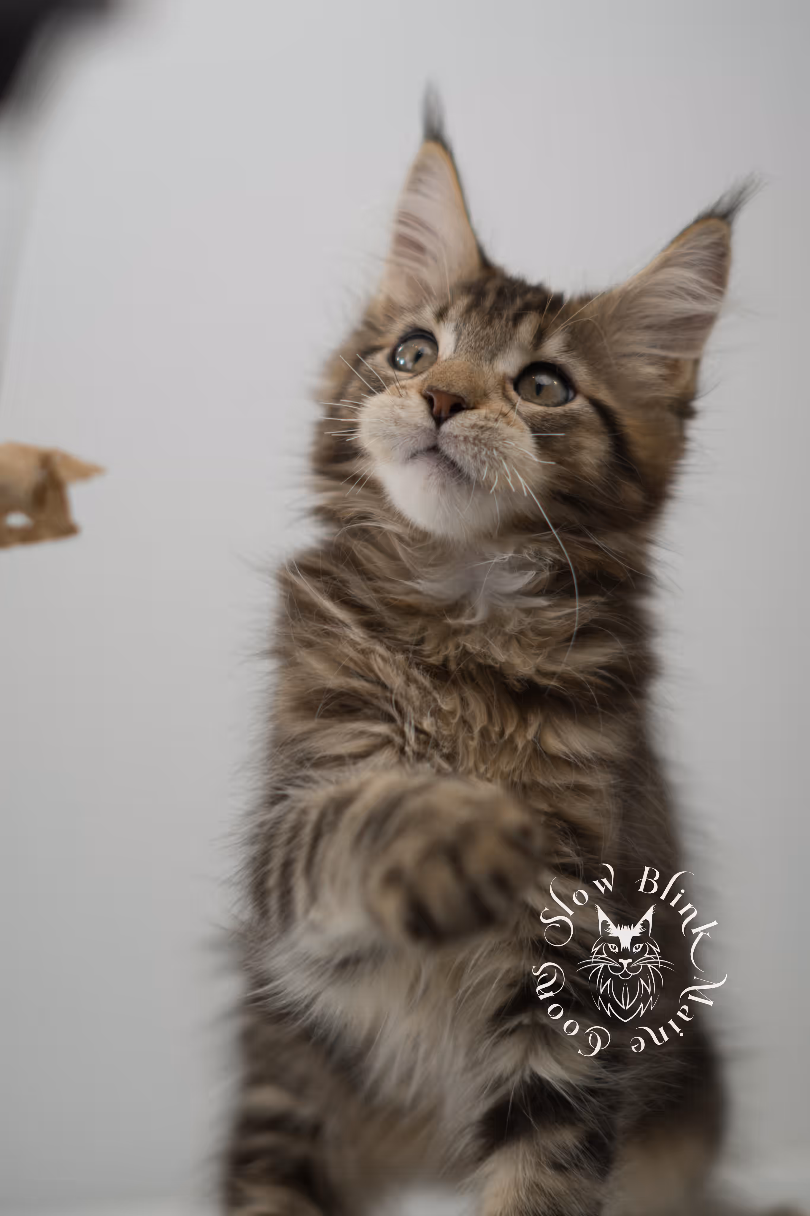 black tabby | maine coon kitten | taken may 2025 | ems code mco n 22 | male | age 8 weeks Black Tabby Maine Coon Kittens > black tabby | maine coon kitten | taken may 2025 | ems code mco n 22 | male | age 8 weeks | idx 04