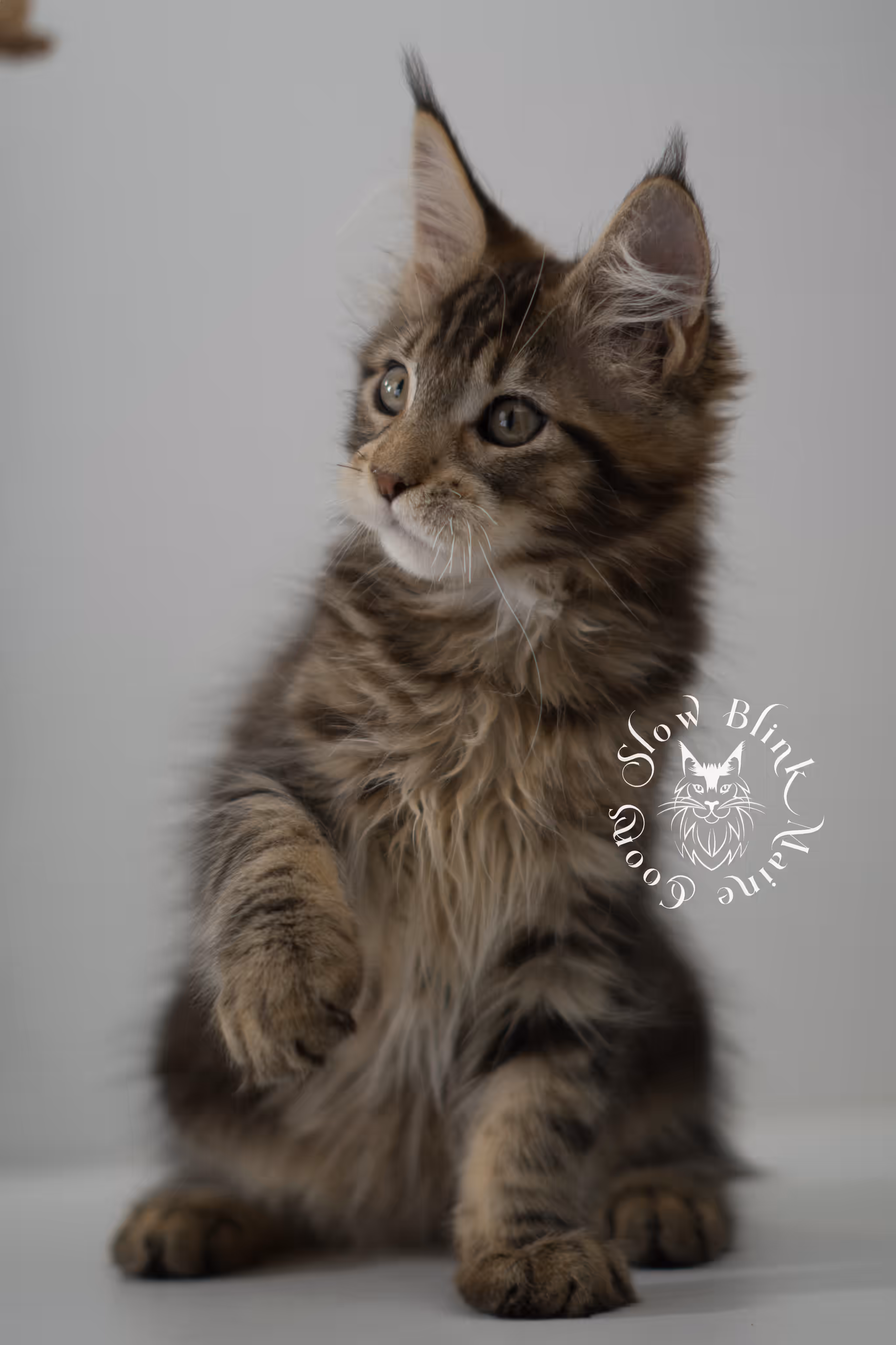black tabby | maine coon kitten | taken may 2025 | ems code mco n 22 | male | age 8 weeks Black Tabby Maine Coon Kittens > black tabby | maine coon kitten | taken may 2025 | ems code mco n 22 | male | age 8 weeks | idx 06