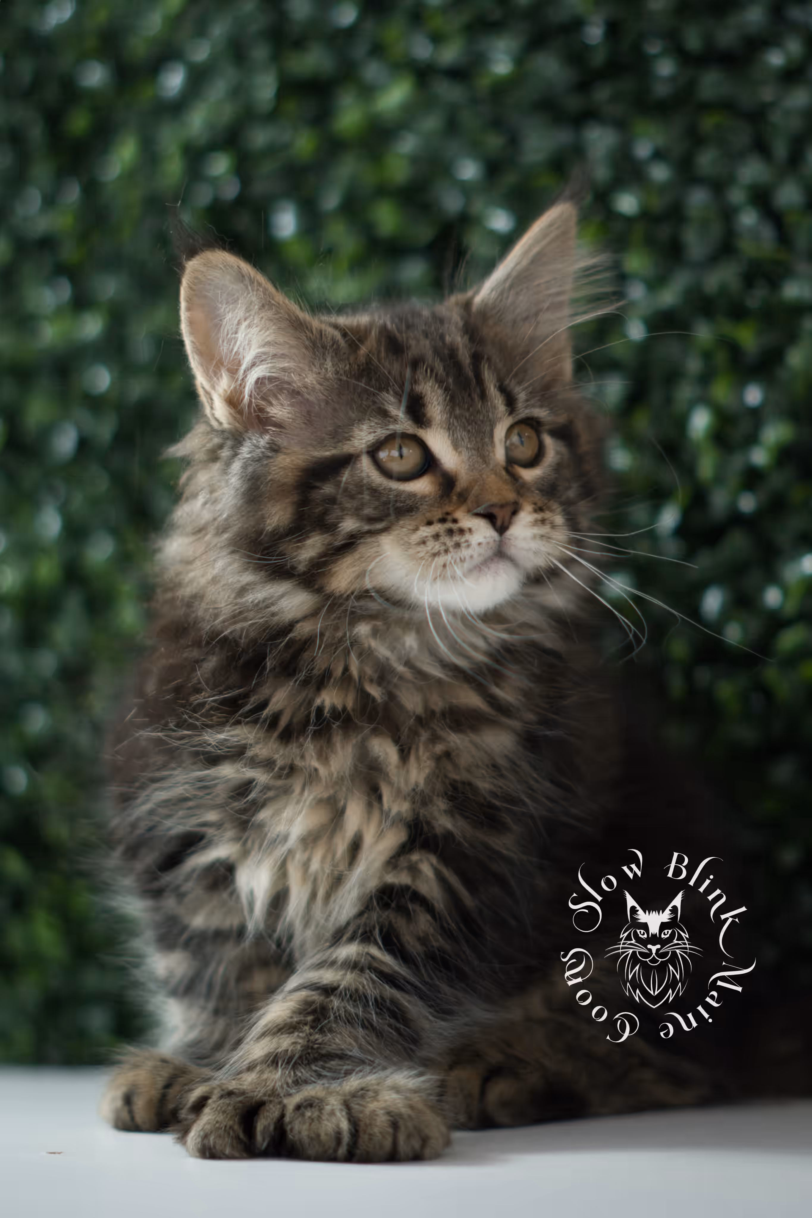 black tabby | maine coon kitten | taken may 2025 | ems code mco n 22 | male | age 8 weeks Black Tabby Maine Coon Kittens > black tabby | maine coon kitten | taken may 2025 | ems code mco n 22 | male | age 8 weeks | idx c02