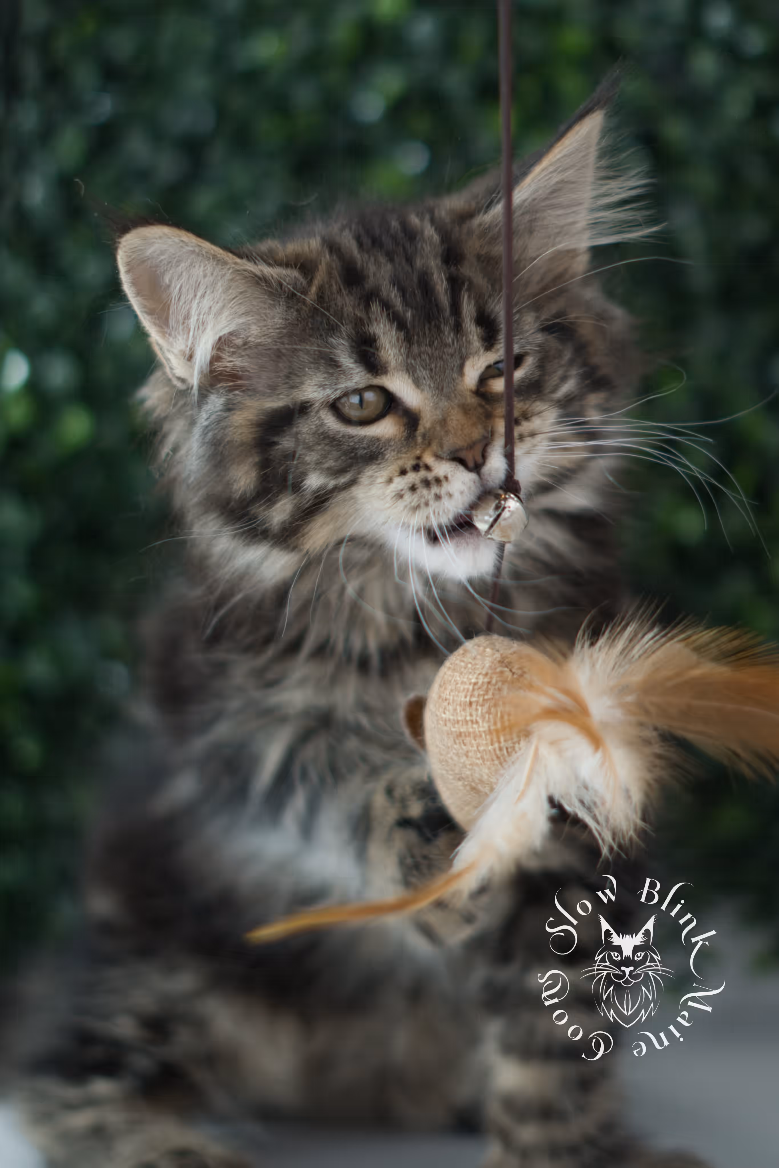 black tabby | maine coon kitten | taken may 2025 | ems code mco n 22 | male | age 8 weeks Black Tabby Maine Coon Kittens > black tabby | maine coon kitten | taken may 2025 | ems code mco n 22 | male | age 8 weeks | idx c03