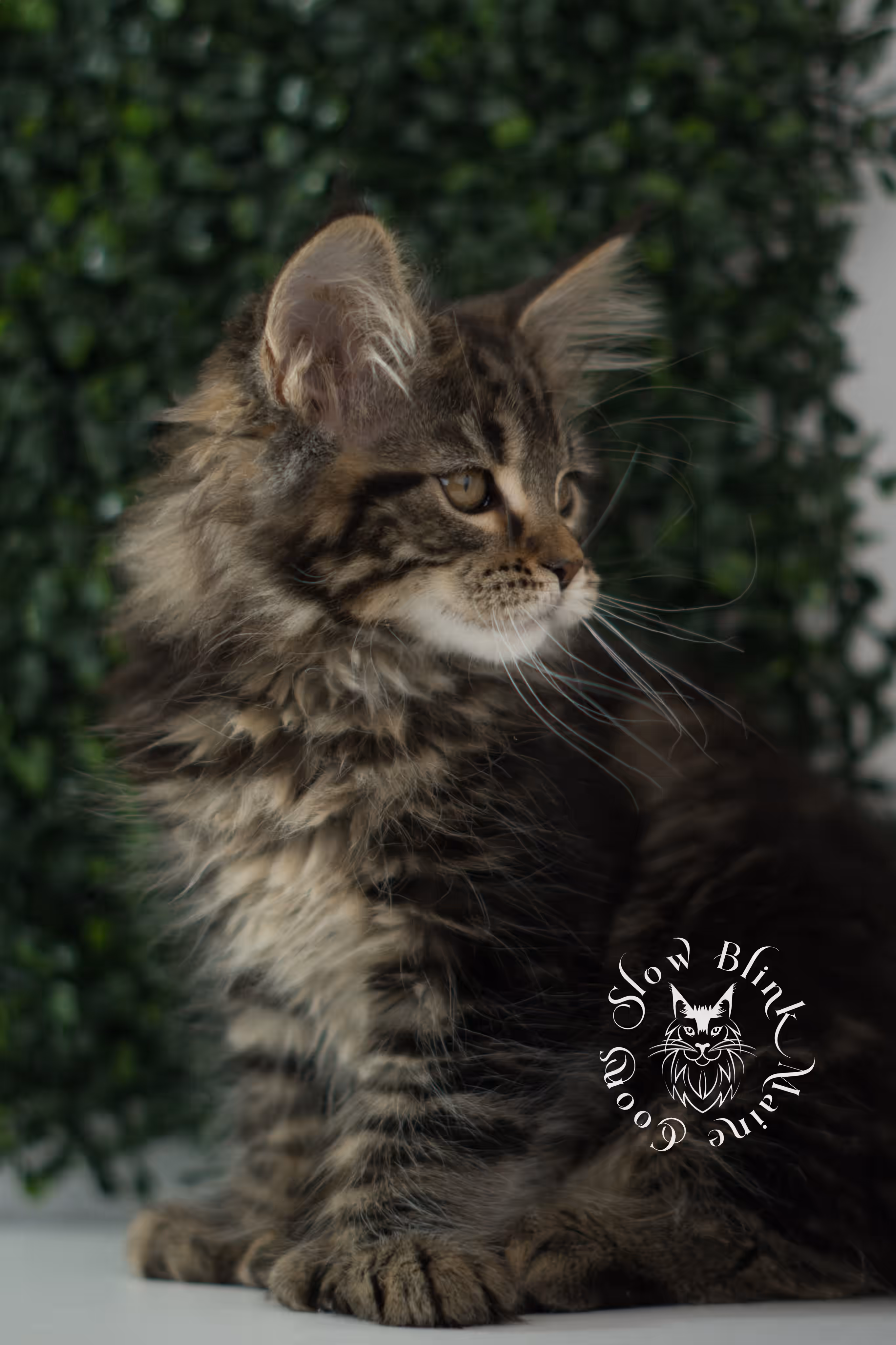 black tabby | maine coon kitten | taken may 2025 | ems code mco n 22 | male | age 8 weeks Black Tabby Maine Coon Kittens > black tabby | maine coon kitten | taken may 2025 | ems code mco n 22 | male | age 8 weeks | idx c04