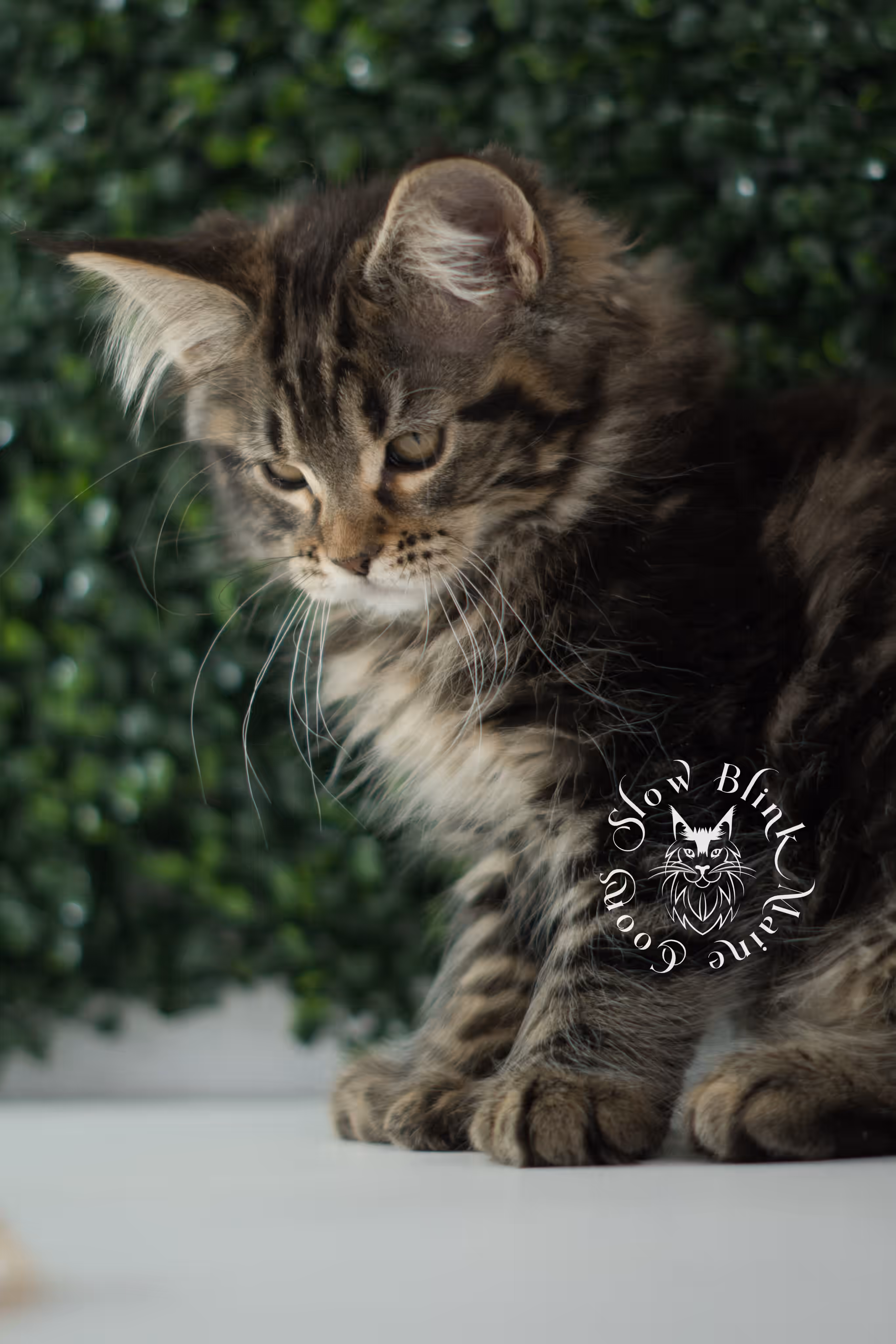 black tabby | maine coon kitten | taken may 2025 | ems code mco n 22 | male | age 8 weeks Black Tabby Maine Coon Kittens > black tabby | maine coon kitten | taken may 2025 | ems code mco n 22 | male | age 8 weeks | idx c05