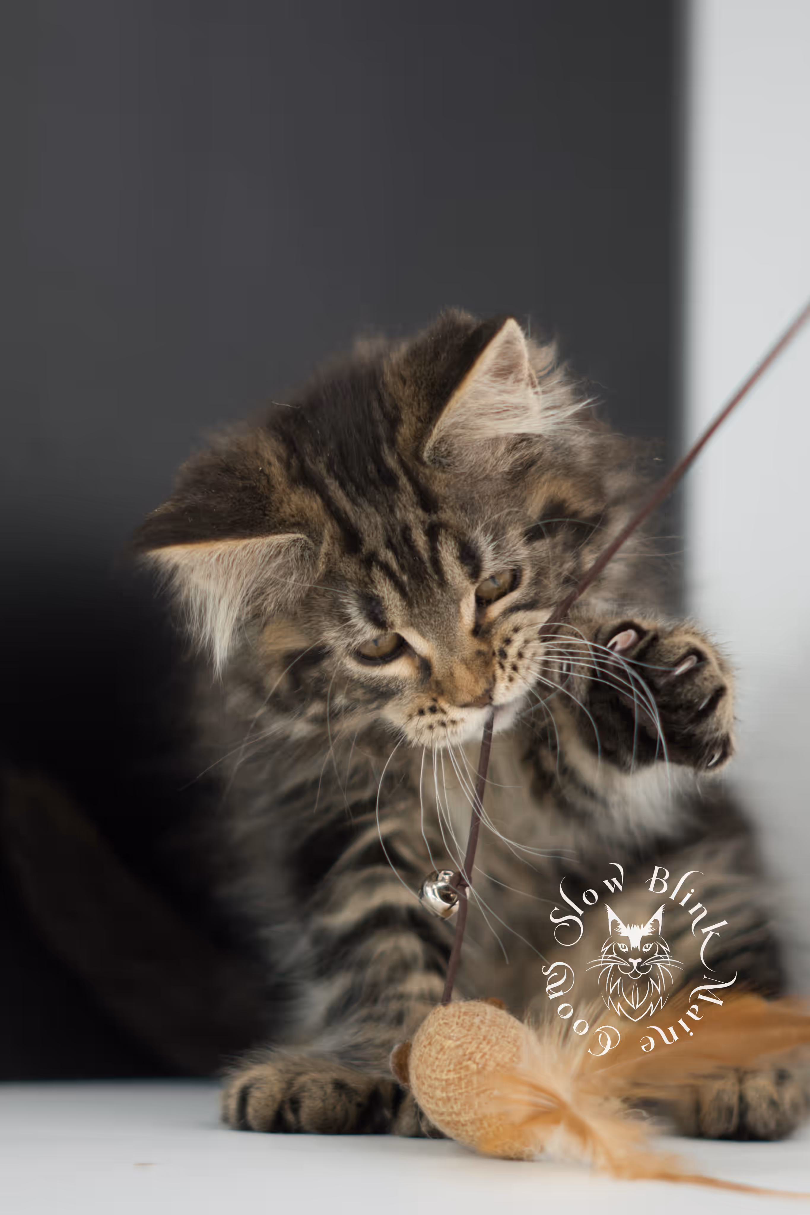 black tabby | maine coon kitten | taken may 2025 | ems code mco n 22 | male | age 8 weeks Black Tabby Maine Coon Kittens > black tabby | maine coon kitten | taken may 2025 | ems code mco n 22 | male | age 8 weeks | idx c06