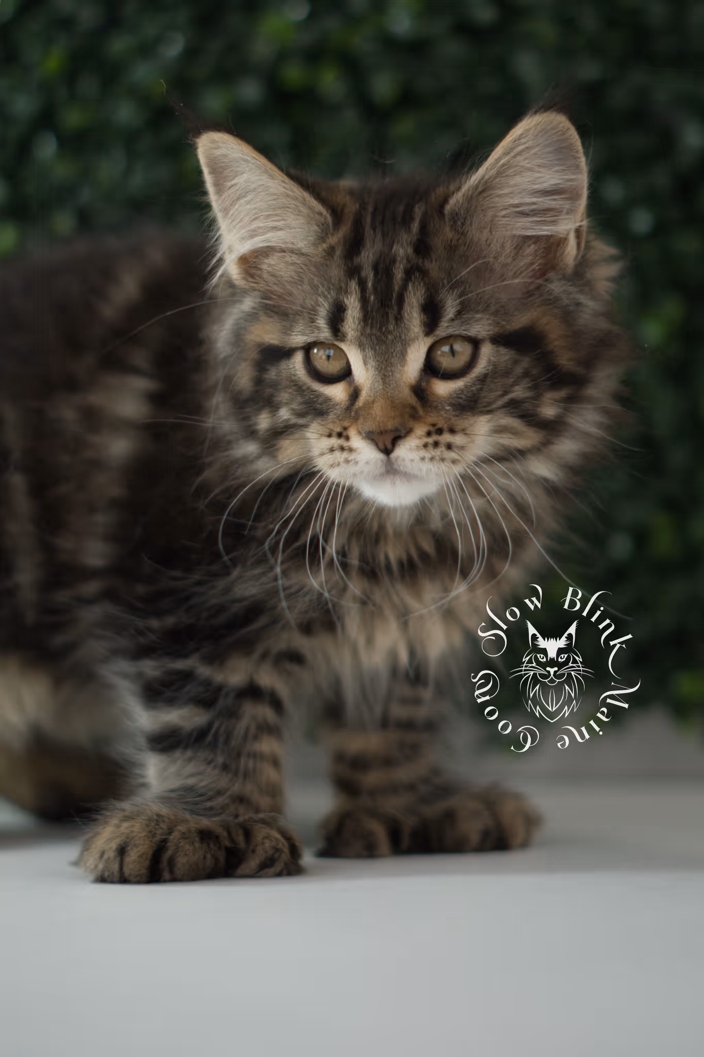 black tabby | maine coon kitten | taken may 2025 | ems code mco n 22 | male | age 8 weeks Black Tabby Maine Coon Kittens > black tabby | maine coon kitten | taken may 2025 | ems code mco n 22 | male | age 8 weeks | idx c07