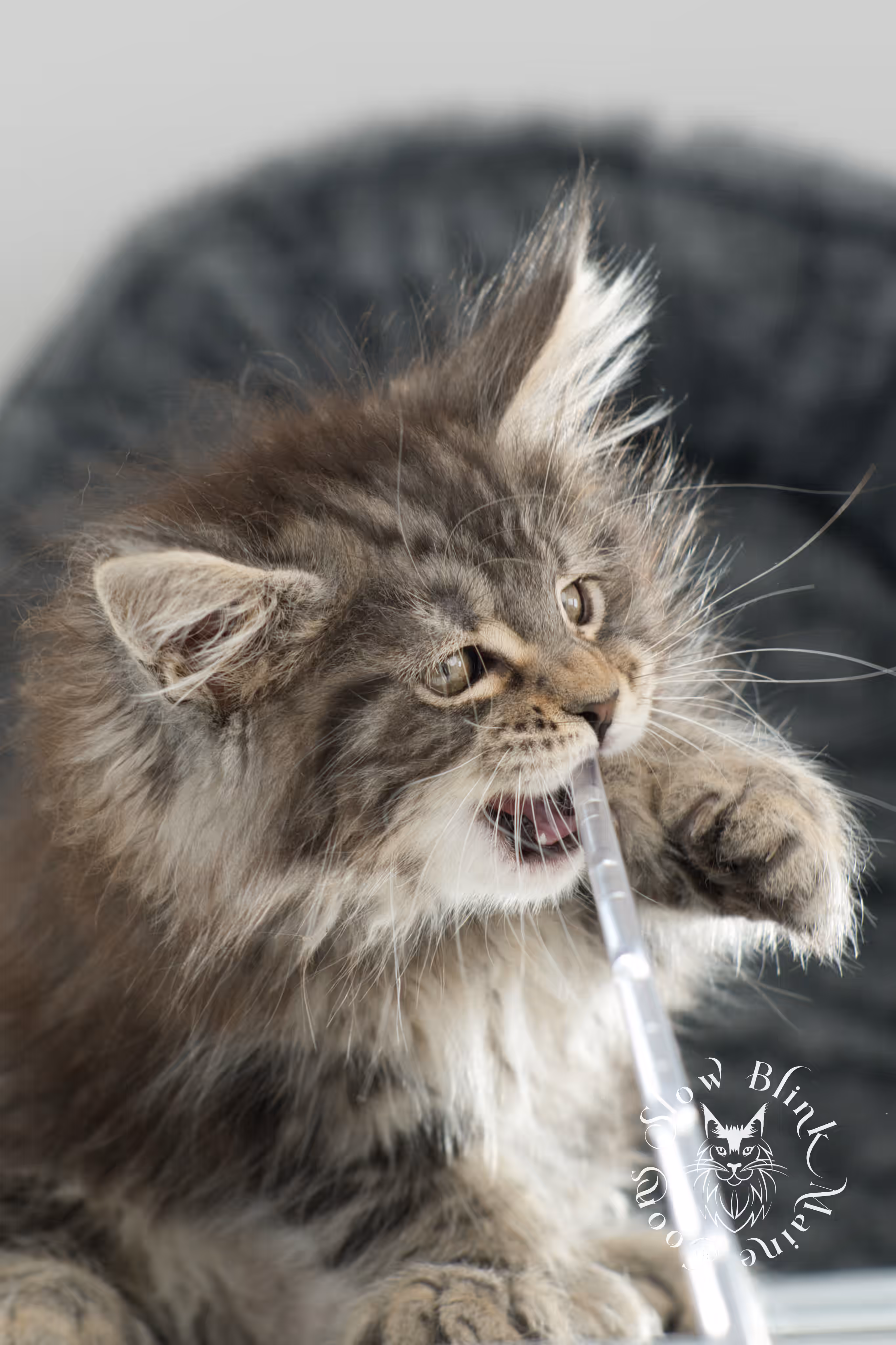 black tabby maine coon kitten | brown golden warm tabby maine coon | poly | taken may 2025 | ems code mcp n 22 | male | age 10 weeks Black Tabby Maine Coon Kittens > black tabby maine coon kitten | brown golden warm tabby maine coon | poly | taken may 2025 | ems code mcp n 22 | male | age 10 weeks | idx 03