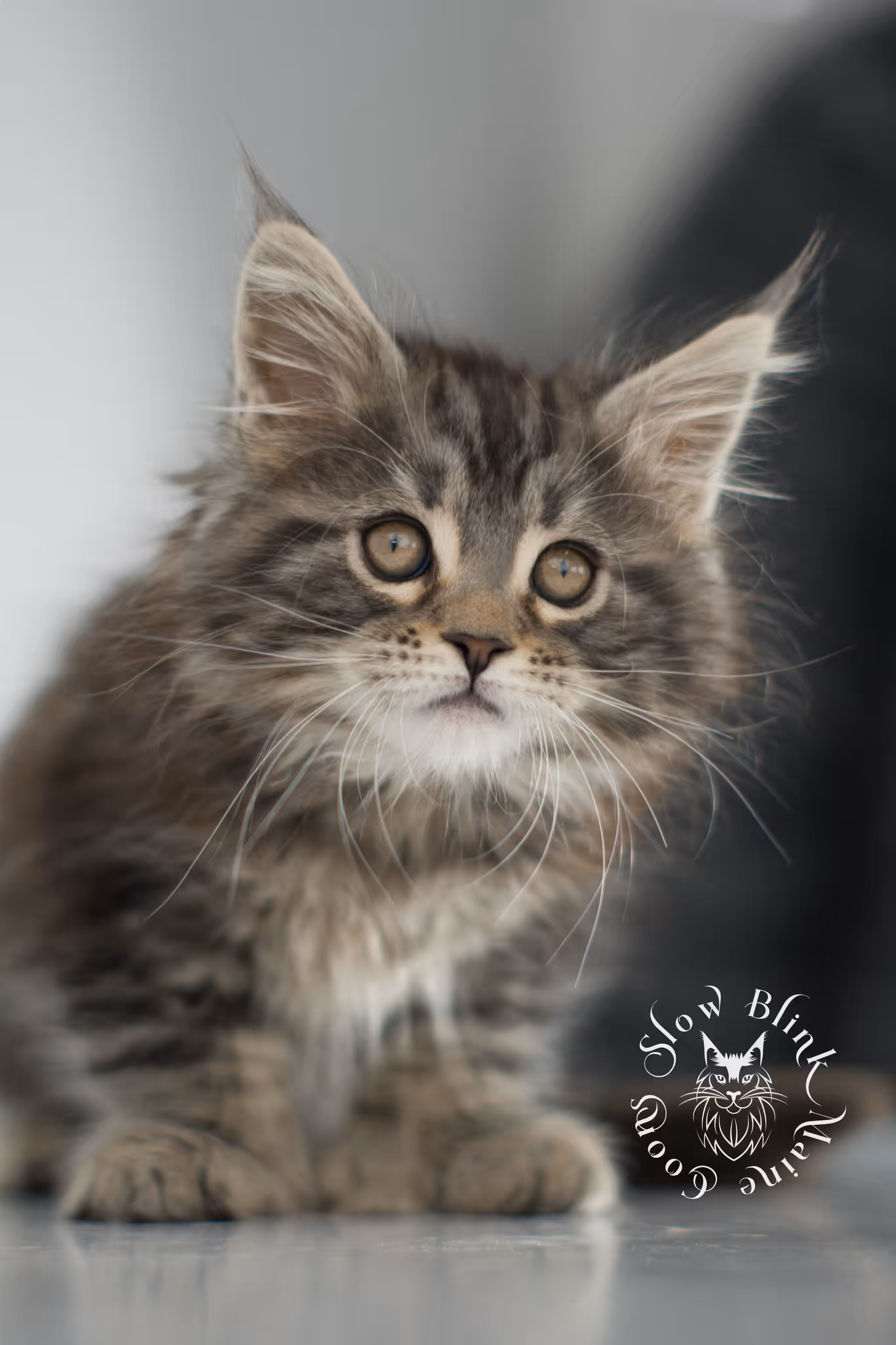 black tabby maine coon kitten | brown golden warm tabby maine coon | poly | taken may 2025 | ems code mcp n 22 | male | age 10 weeks Black Tabby Maine Coon Kittens > black tabby maine coon kitten | brown golden warm tabby maine coon | poly | taken may 2025 | ems code mcp n 22 | male | age 10 weeks | idx 05