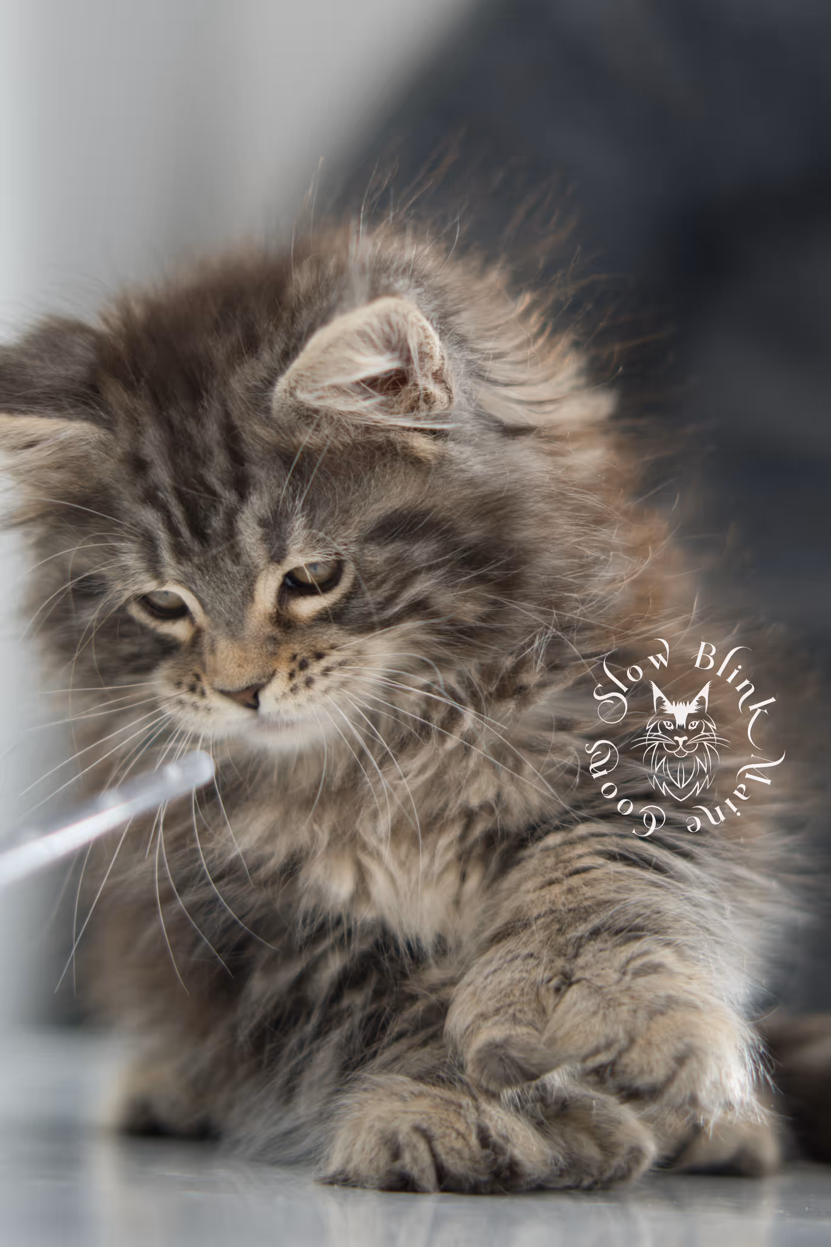black tabby maine coon kitten | brown golden warm tabby maine coon | poly | taken may 2025 | ems code mcp n 22 | male | age 10 weeks Black Tabby Maine Coon Kittens > black tabby maine coon kitten | brown golden warm tabby maine coon | poly | taken may 2025 | ems code mcp n 22 | male | age 10 weeks | idx 06