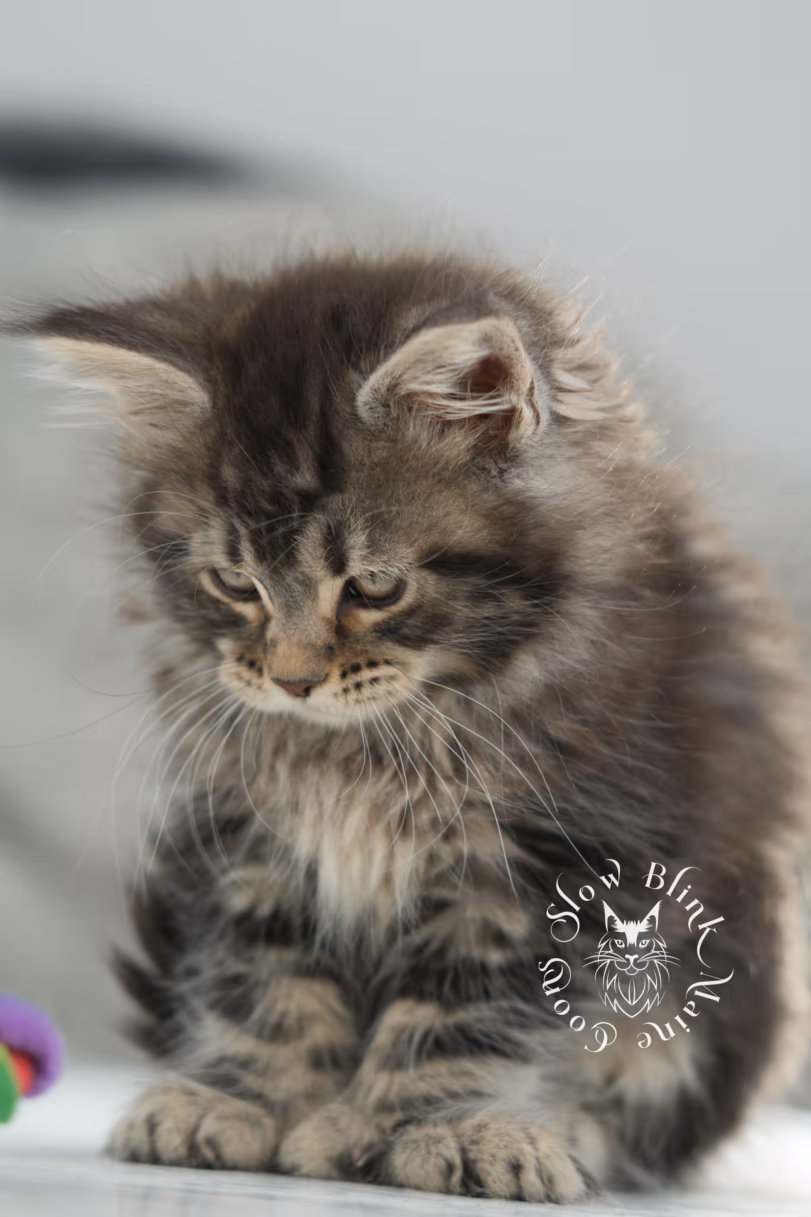 black tabby maine coon kitten | brown golden warm tabby maine coon | poly | taken may 2025 | ems code mcp n 22 | male | age 10 weeks Black Tabby Maine Coon Kittens > black tabby maine coon kitten | brown golden warm tabby maine coon | poly | taken may 2025 | ems code mcp n 22 | male | age 10 weeks | idx 10