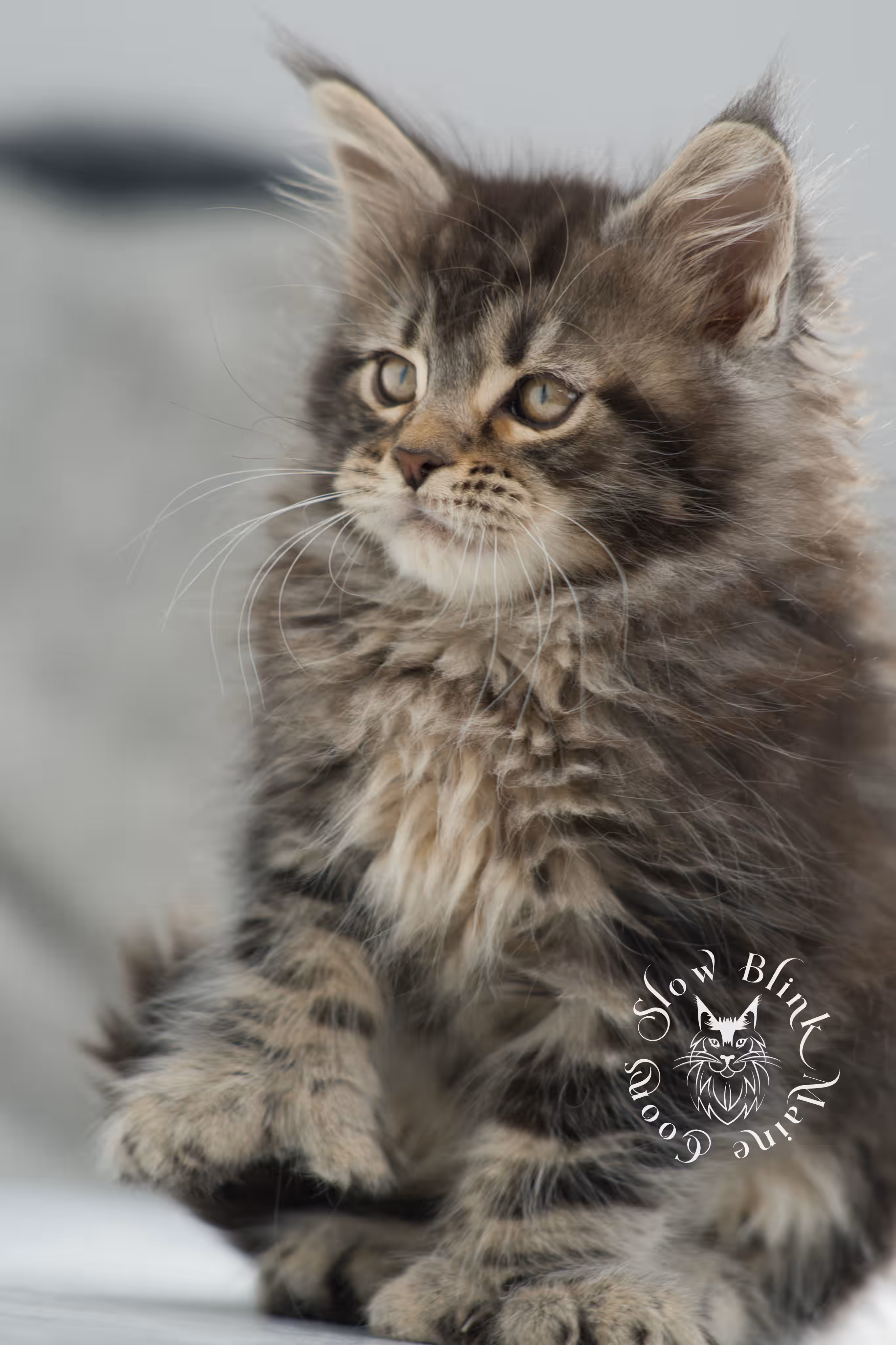 black tabby maine coon kitten | brown golden warm tabby maine coon | poly | taken may 2025 | ems code mcp n 22 | male | age 10 weeks Black Tabby Maine Coon Kittens > black tabby maine coon kitten | brown golden warm tabby maine coon | poly | taken may 2025 | ems code mcp n 22 | male | age 10 weeks | idx 12