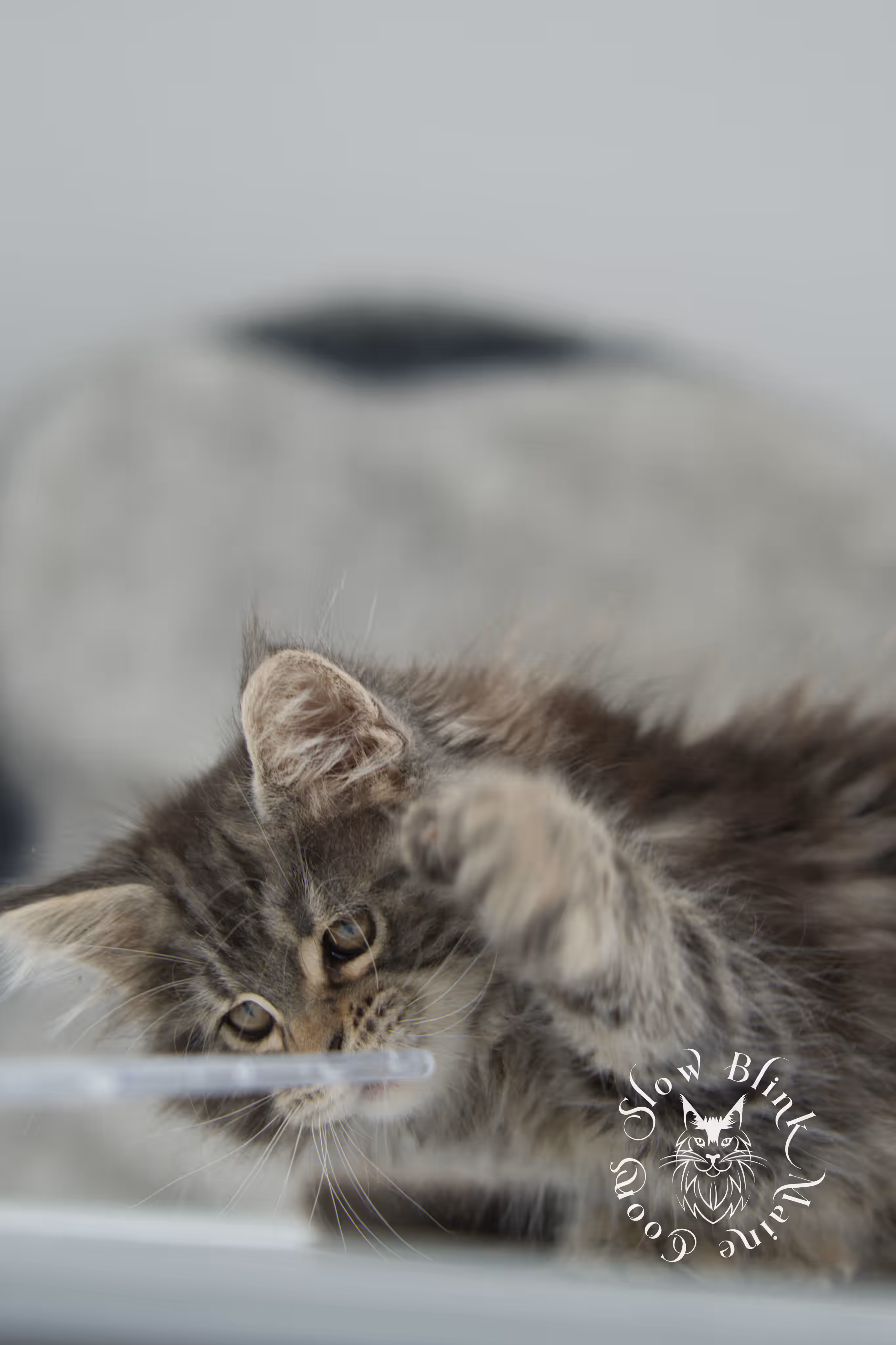 black tabby maine coon kitten | brown golden warm tabby maine coon | poly | taken may 2025 | ems code mcp n 22 | male | age 10 weeks Black Tabby Maine Coon Kittens > black tabby maine coon kitten | brown golden warm tabby maine coon | poly | taken may 2025 | ems code mcp n 22 | male | age 10 weeks | idx 25