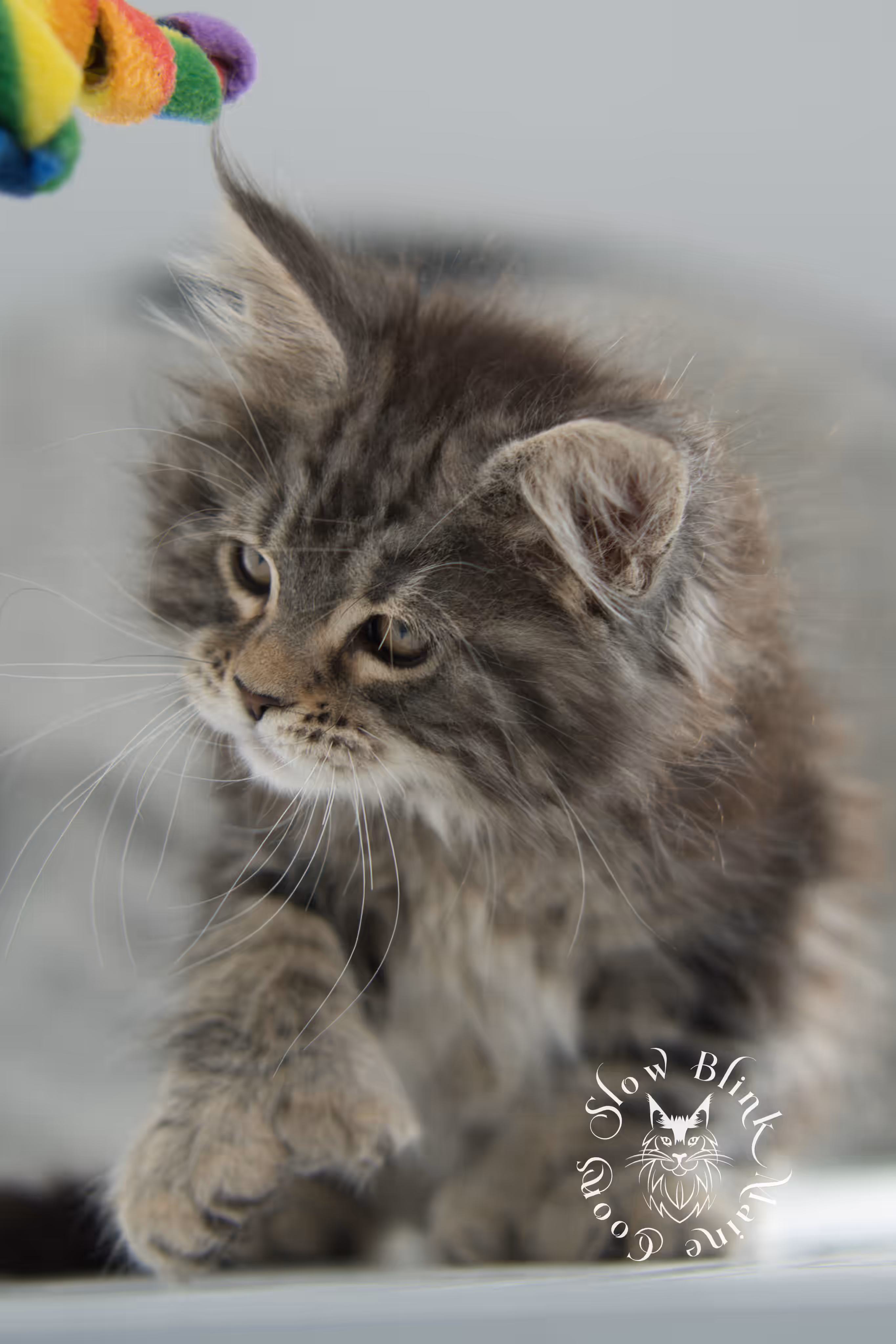 black tabby maine coon kitten | brown golden warm tabby maine coon | poly | taken may 2025 | ems code mcp n 22 | male | age 10 weeks Black Tabby Maine Coon Kittens > black tabby maine coon kitten | brown golden warm tabby maine coon | poly | taken may 2025 | ems code mcp n 22 | male | age 10 weeks | idx 26