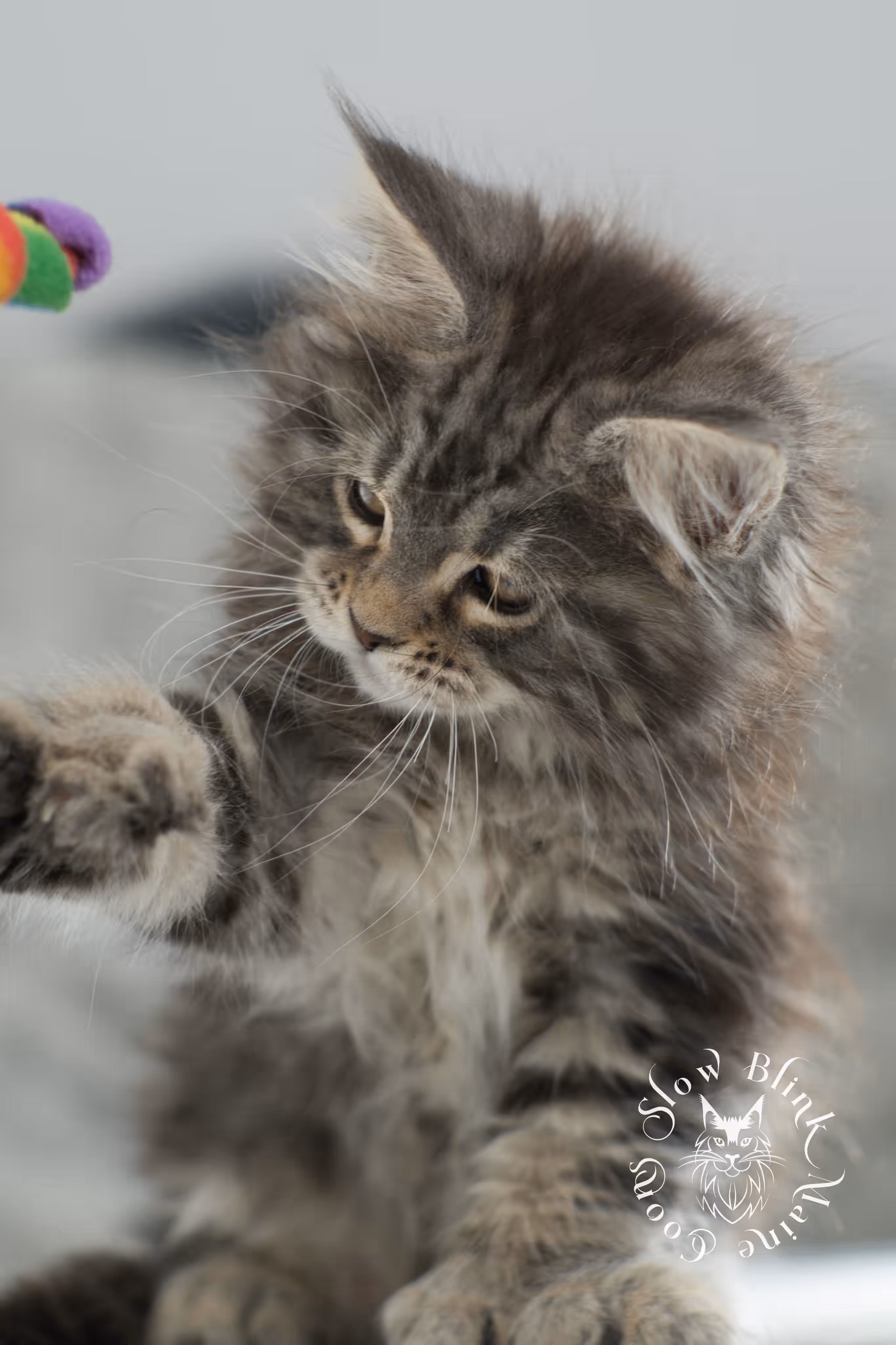black tabby maine coon kitten | brown golden warm tabby maine coon | poly | taken may 2025 | ems code mcp n 22 | male | age 10 weeks Black Tabby Maine Coon Kittens > black tabby maine coon kitten | brown golden warm tabby maine coon | poly | taken may 2025 | ems code mcp n 22 | male | age 10 weeks | idx 27