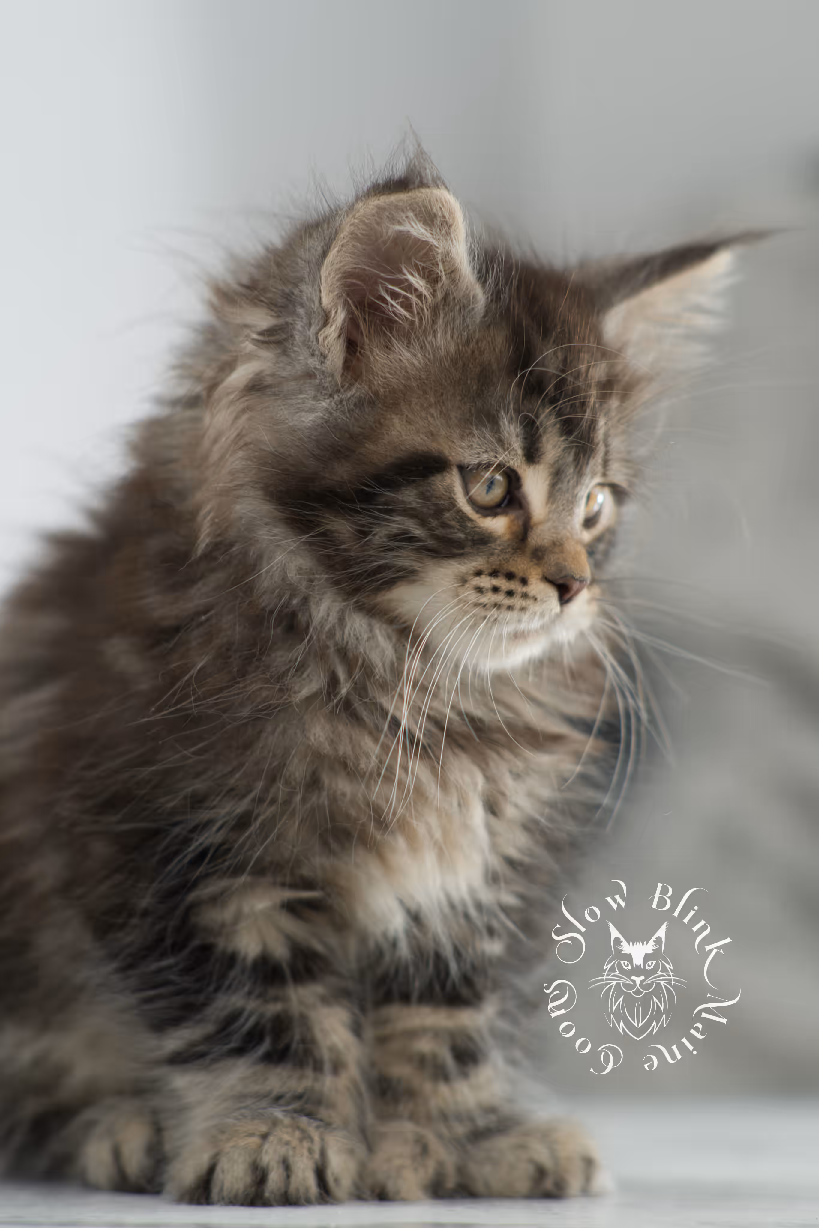 black tabby maine coon kitten | brown golden warm tabby maine coon | poly | taken may 2025 | ems code mcp n 22 | male | age 5 weeks Black Tabby Maine Coon Kittens > black tabby maine coon kitten | brown golden warm tabby maine coon | poly | taken may 2025 | ems code mcp n 22 | male | age 5 weeks | idx 13