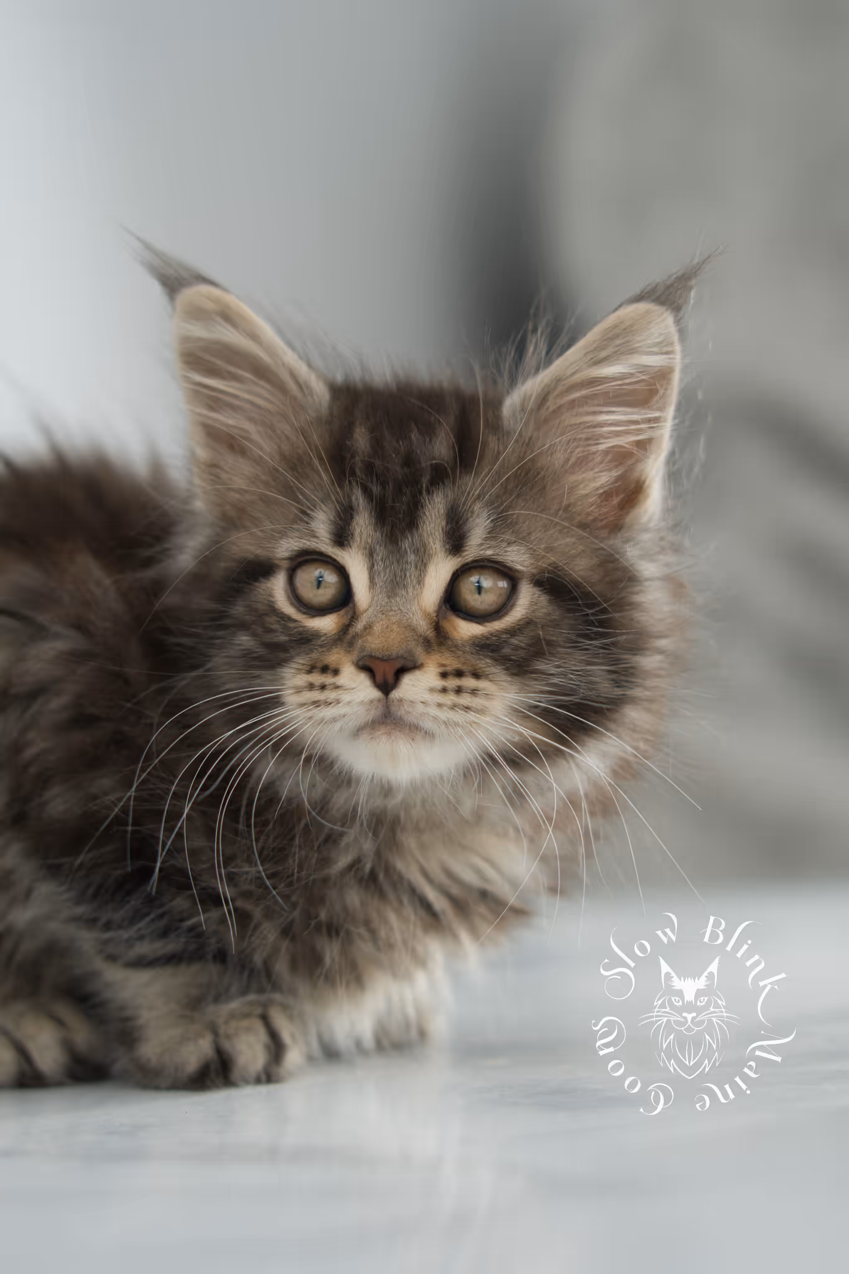 black tabby maine coon kitten | brown golden warm tabby maine coon | poly | taken may 2025 | ems code mcp n 22 | male | age 5 weeks Black Tabby Maine Coon Kittens > black tabby maine coon kitten | brown golden warm tabby maine coon | poly | taken may 2025 | ems code mcp n 22 | male | age 5 weeks | idx 14