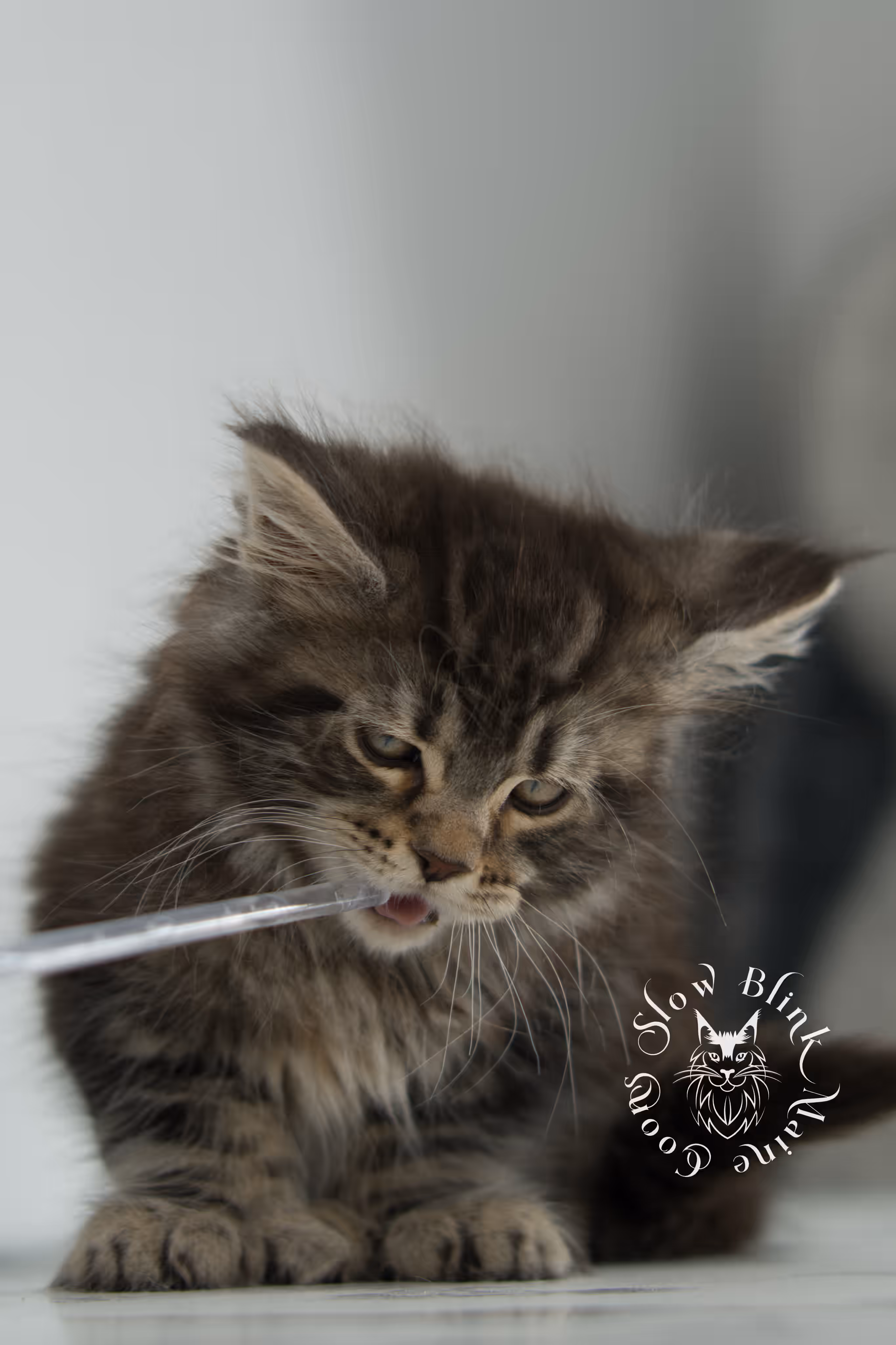 black tabby maine coon kitten | brown golden warm tabby maine coon | poly | taken may 2025 | ems code mcp n 22 | male | age 5 weeks Black Tabby Maine Coon Kittens > black tabby maine coon kitten | brown golden warm tabby maine coon | poly | taken may 2025 | ems code mcp n 22 | male | age 5 weeks | idx 15