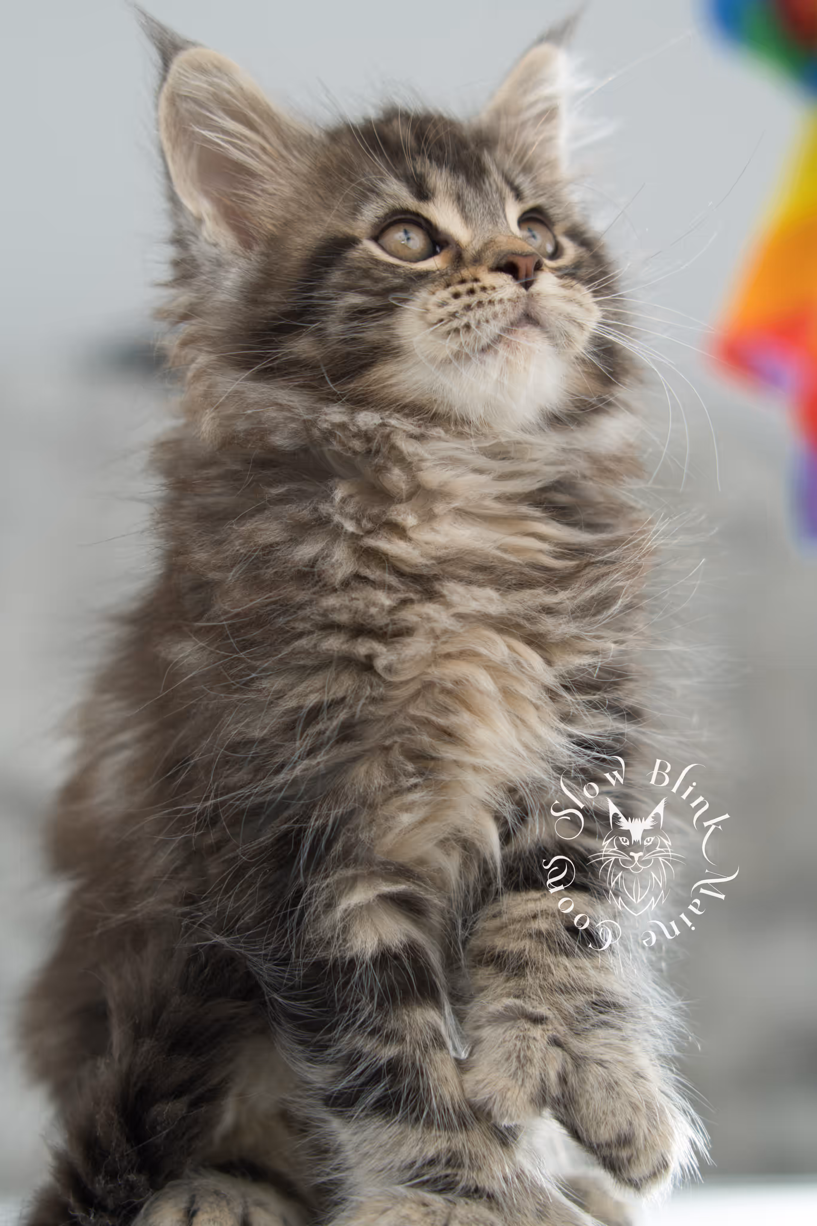 black tabby maine coon kitten | brown golden warm tabby maine coon | poly | taken may 2025 | ems code mcp n 22 | male | age 5 weeks Black Tabby Maine Coon Kittens > black tabby maine coon kitten | brown golden warm tabby maine coon | poly | taken may 2025 | ems code mcp n 22 | male | age 5 weeks | idx 16