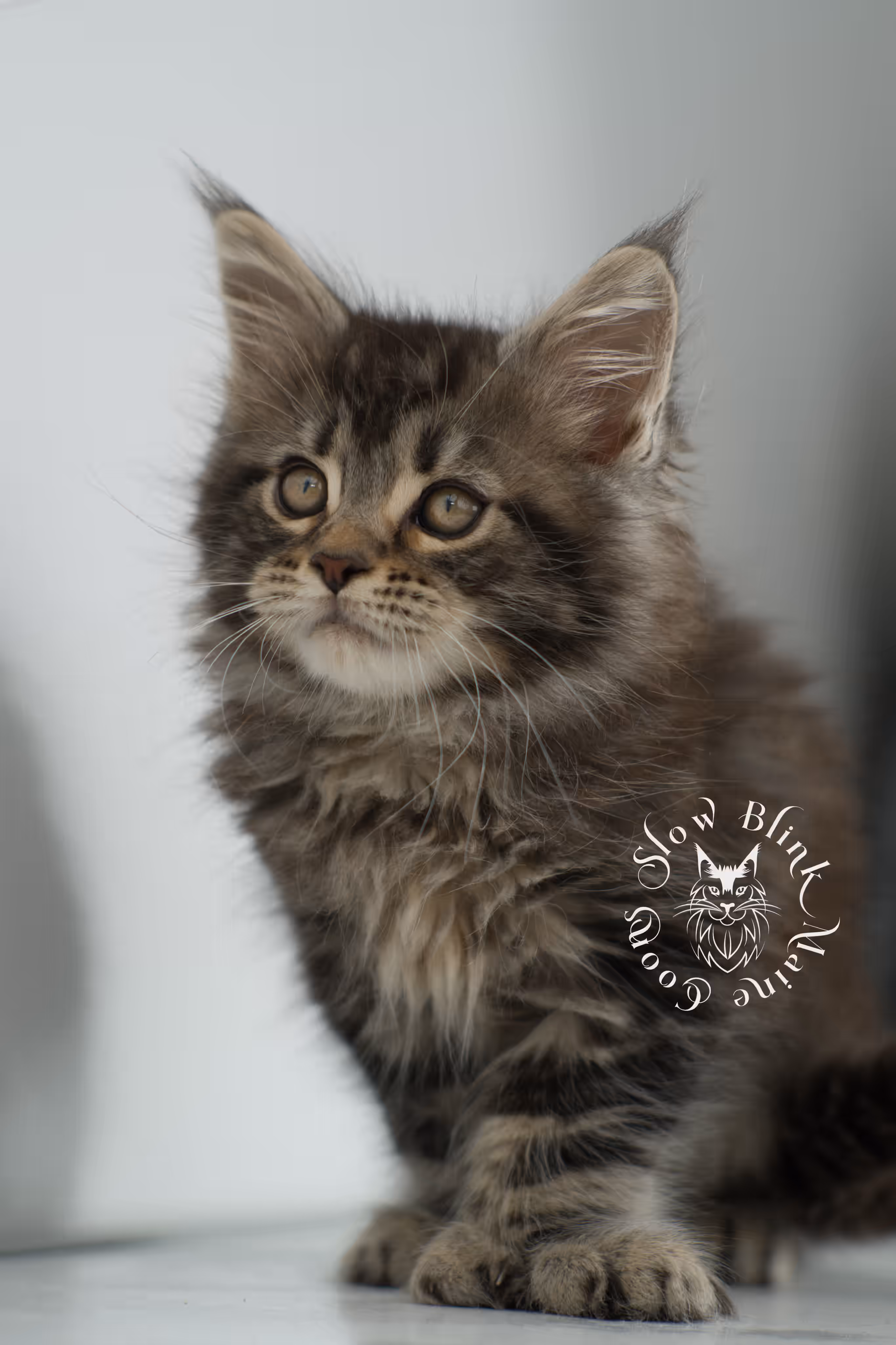 black tabby maine coon kitten | brown golden warm tabby maine coon | poly | taken may 2025 | ems code mcp n 22 | male | age 5 weeks Black Tabby Maine Coon Kittens > black tabby maine coon kitten | brown golden warm tabby maine coon | poly | taken may 2025 | ems code mcp n 22 | male | age 5 weeks | idx 17