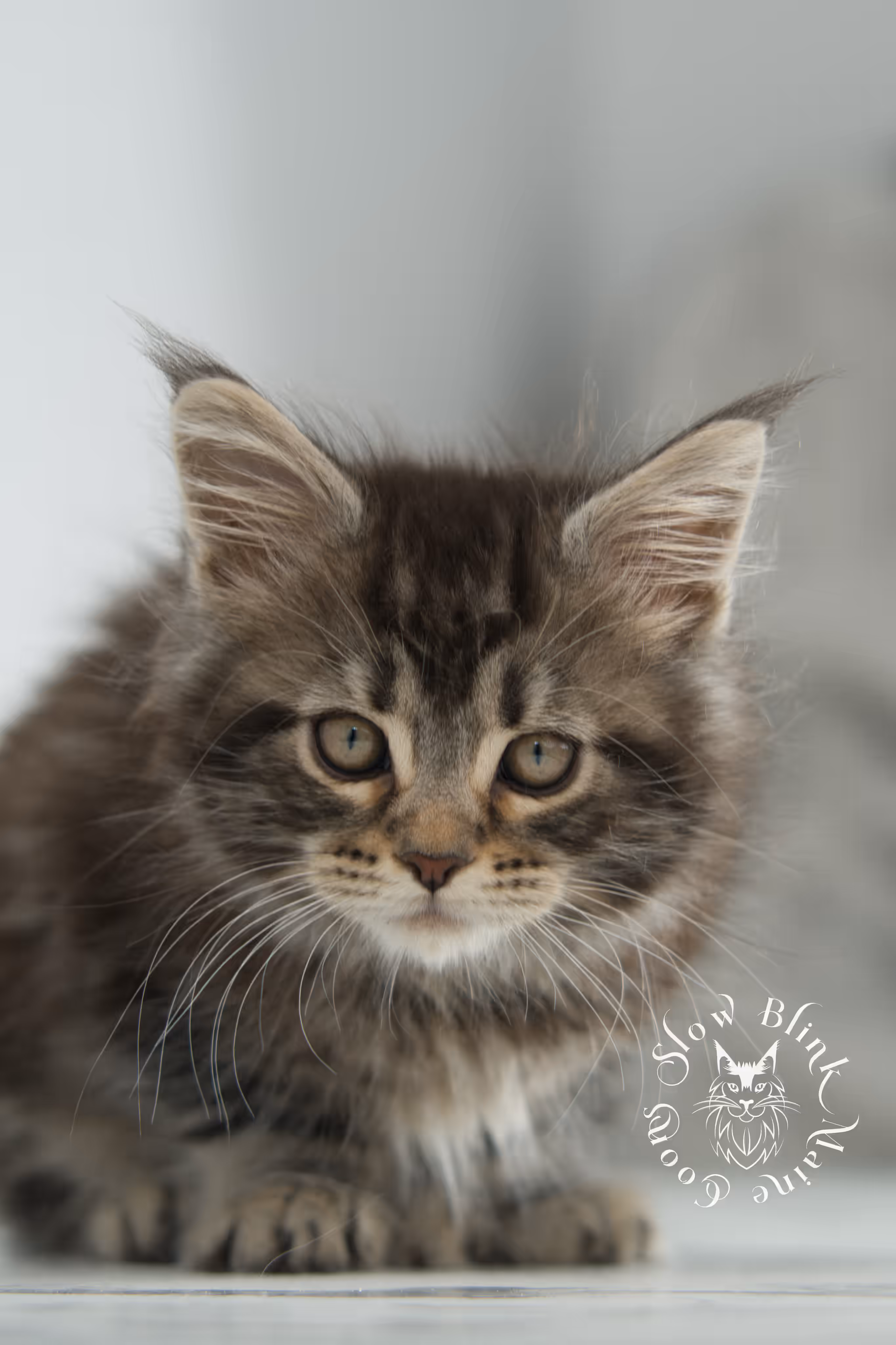 black tabby maine coon kitten | brown golden warm tabby maine coon | poly | taken may 2025 | ems code mcp n 22 | male | age 5 weeks Black Tabby Maine Coon Kittens > black tabby maine coon kitten | brown golden warm tabby maine coon | poly | taken may 2025 | ems code mcp n 22 | male | age 5 weeks | idx 18