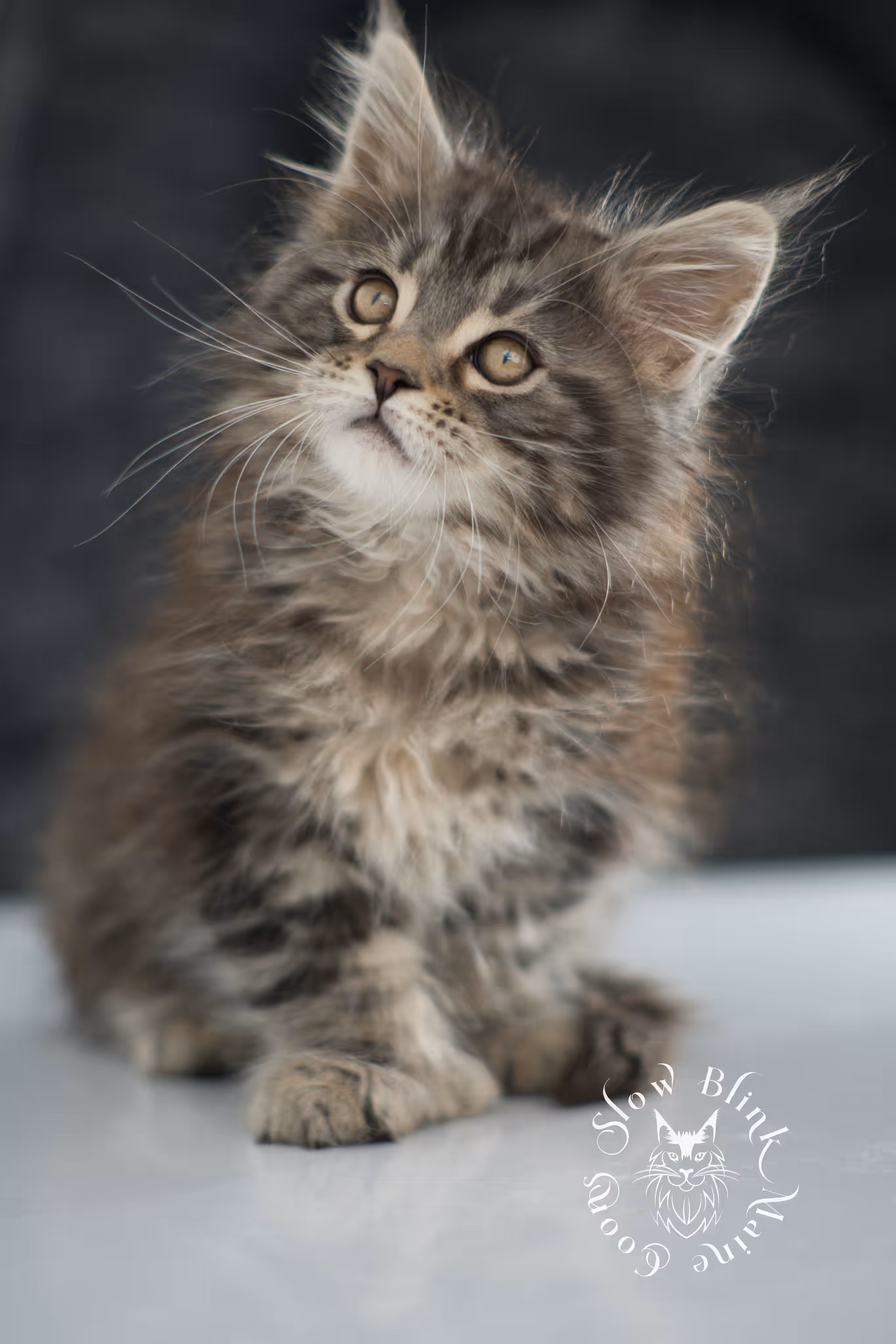 black tabby maine coon kitten | brown golden warm tabby maine coon | poly | taken may 2025 | ems code mcp n 22 | male | age 7 weeks Black Tabby Maine Coon Kittens > black tabby maine coon kitten | brown golden warm tabby maine coon | poly | taken may 2025 | ems code mcp n 22 | male | age 7 weeks | idx 01