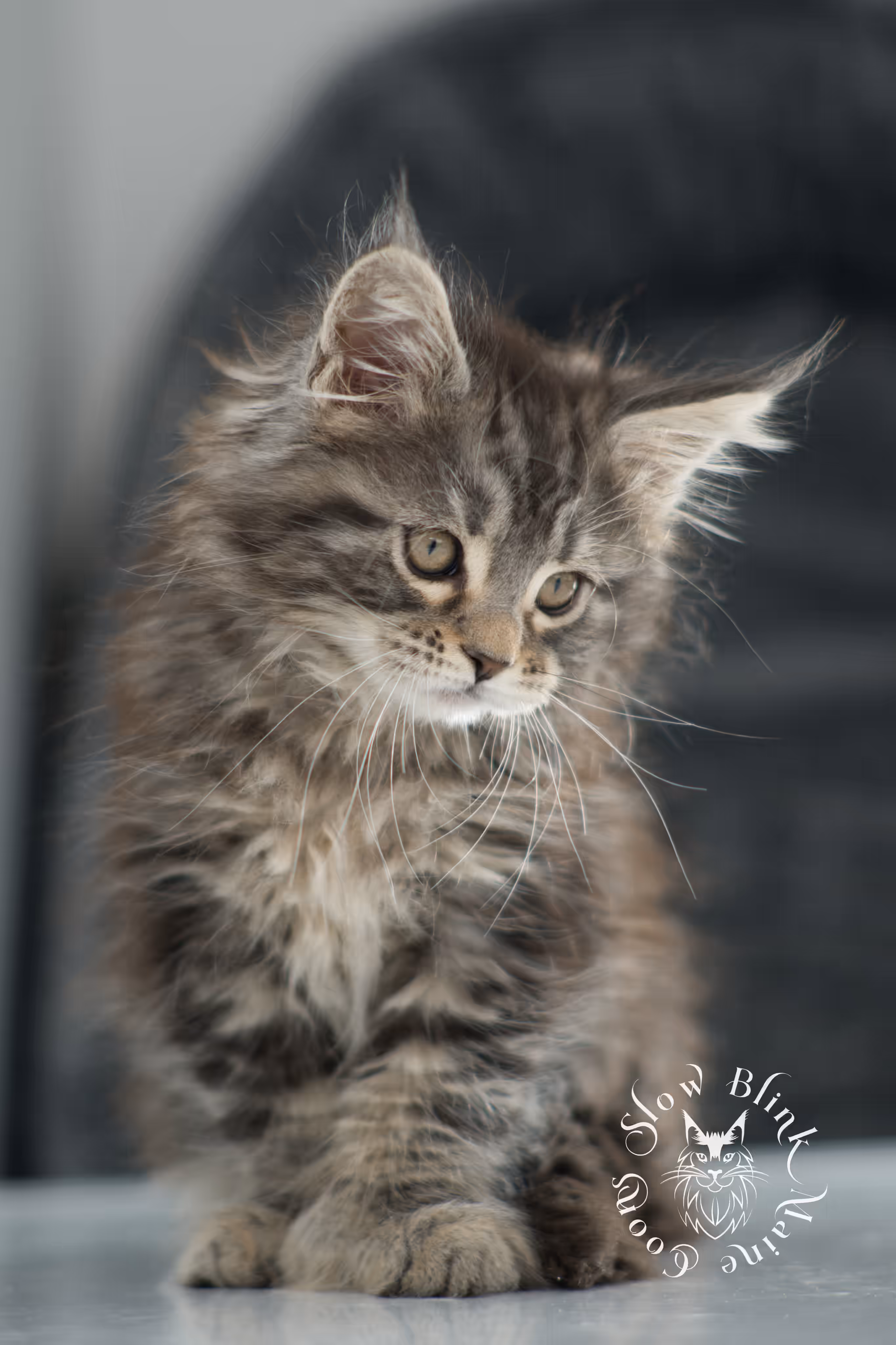 black tabby maine coon kitten | brown golden warm tabby maine coon | poly | taken may 2025 | ems code mcp n 22 | male | age 7 weeks Black Tabby Maine Coon Kittens > black tabby maine coon kitten | brown golden warm tabby maine coon | poly | taken may 2025 | ems code mcp n 22 | male | age 7 weeks | idx 02