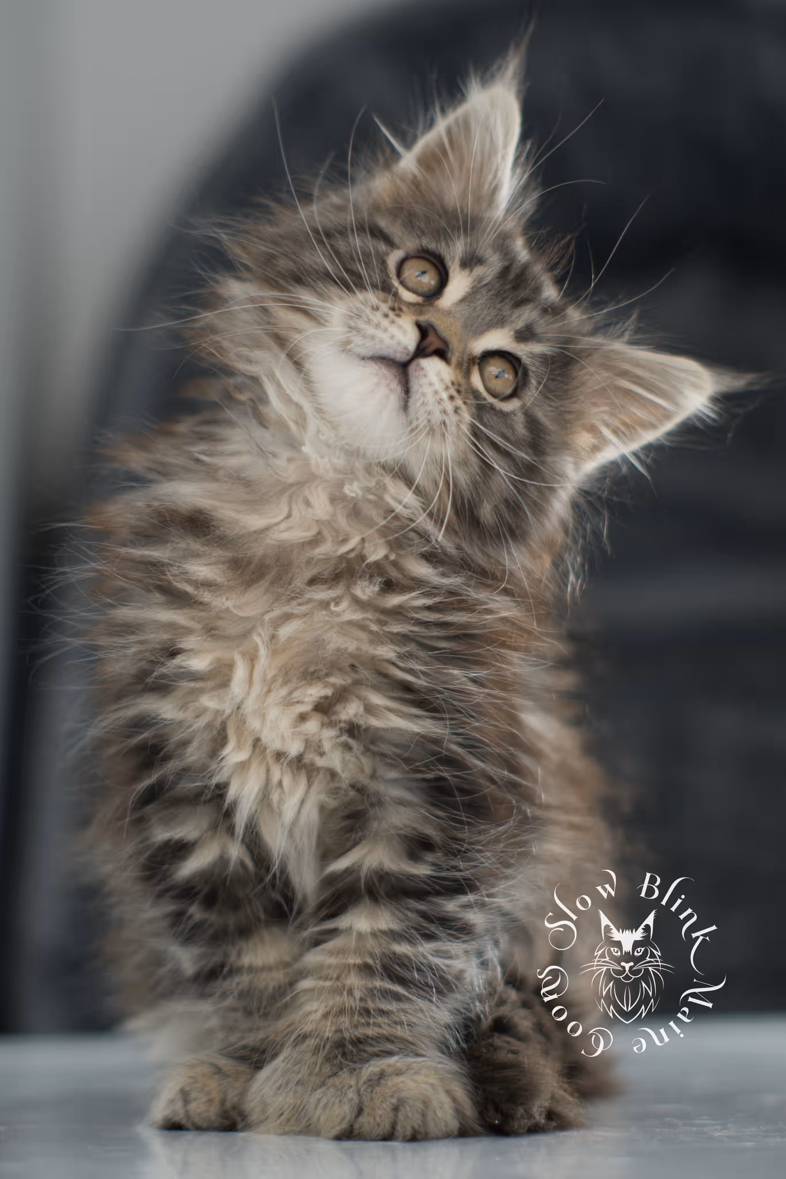 black tabby maine coon kitten | brown golden warm tabby maine coon | poly | taken may 2025 | ems code mcp n 22 | male | age 7 weeks Black Tabby Maine Coon Kittens > black tabby maine coon kitten | brown golden warm tabby maine coon | poly | taken may 2025 | ems code mcp n 22 | male | age 7 weeks | idx 07