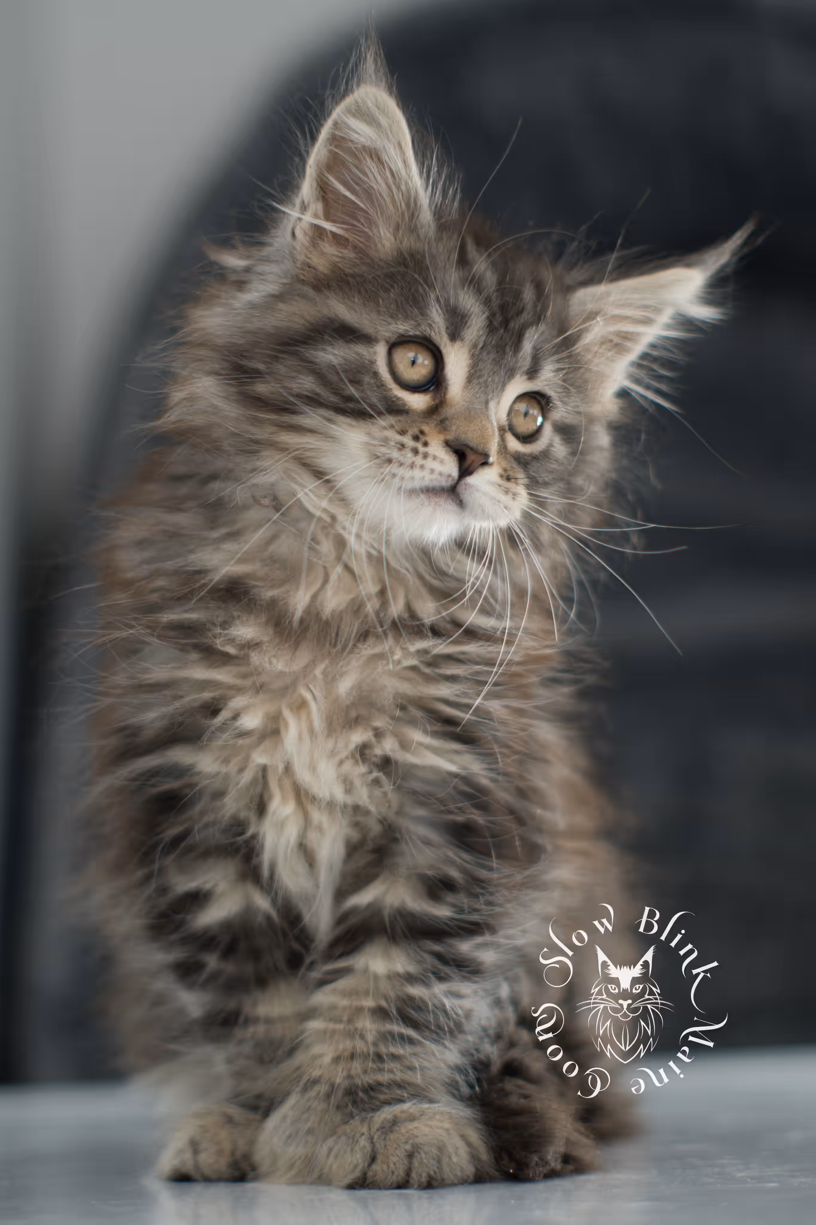 black tabby maine coon kitten | brown golden warm tabby maine coon | poly | taken may 2025 | ems code mcp n 22 | male | age 7 weeks Black Tabby Maine Coon Kittens > black tabby maine coon kitten | brown golden warm tabby maine coon | poly | taken may 2025 | ems code mcp n 22 | male | age 7 weeks | idx 08