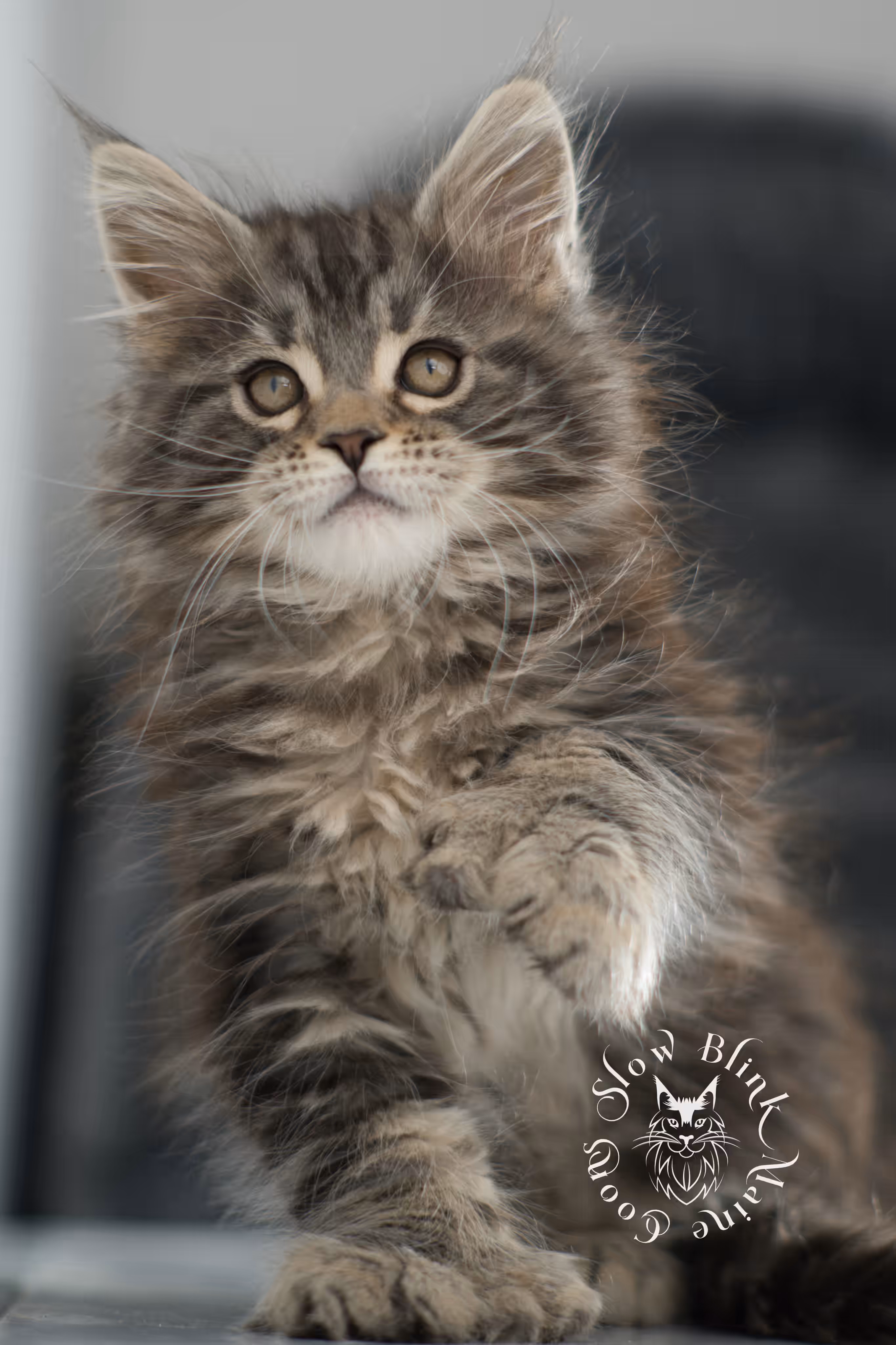 black tabby maine coon kitten | brown golden warm tabby maine coon | poly | taken may 2025 | ems code mcp n 22 | male | age 7 weeks Black Tabby Maine Coon Kittens > black tabby maine coon kitten | brown golden warm tabby maine coon | poly | taken may 2025 | ems code mcp n 22 | male | age 7 weeks | idx 09