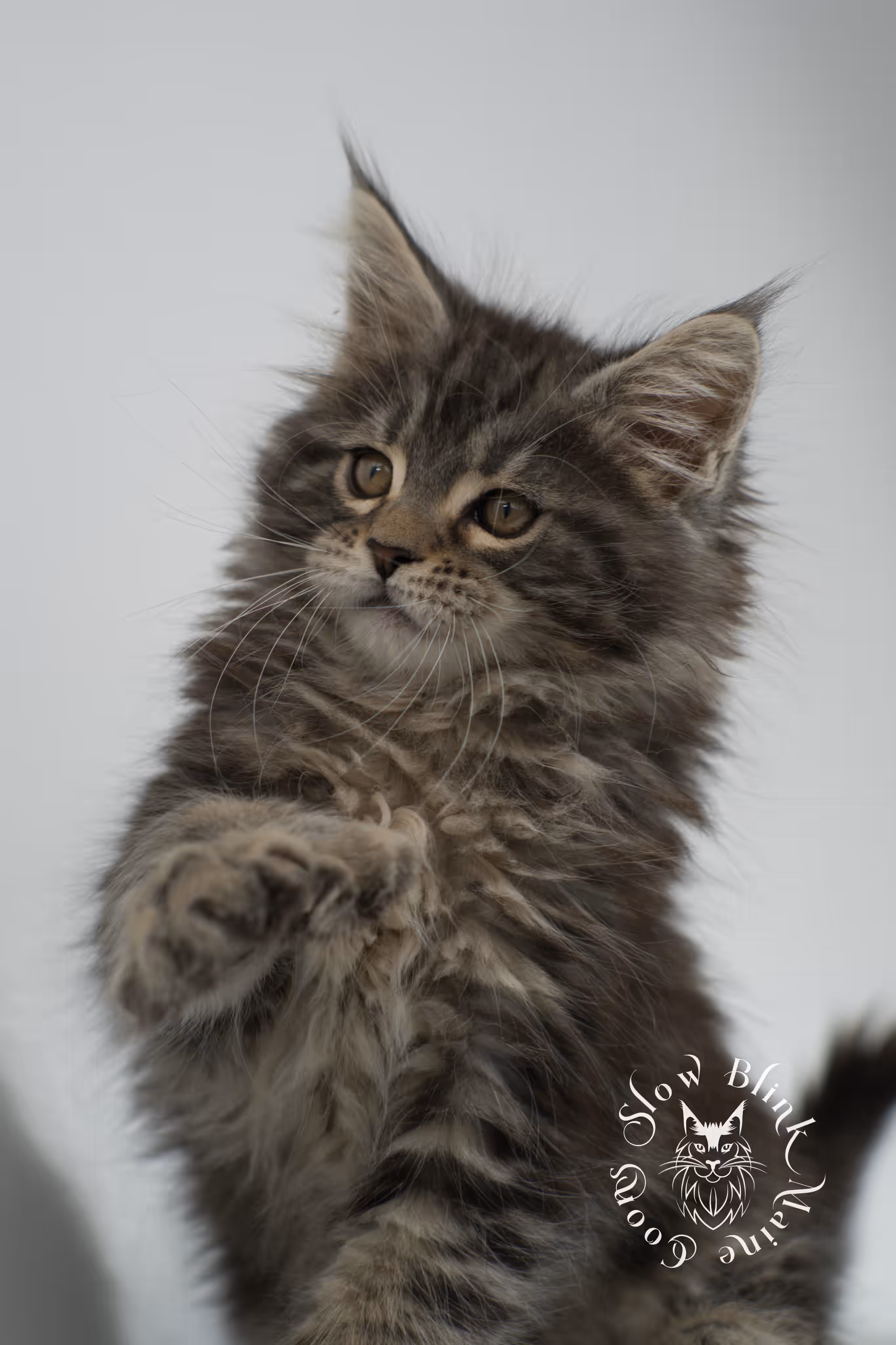 black tabby maine coon kitten | brown golden warm tabby maine coon | poly | taken may 2025 | ems code mcp n 22 | male | age 8 weeks Black Tabby Maine Coon Kittens > black tabby maine coon kitten | brown golden warm tabby maine coon | poly | taken may 2025 | ems code mcp n 22 | male | age 8 weeks | idx 19