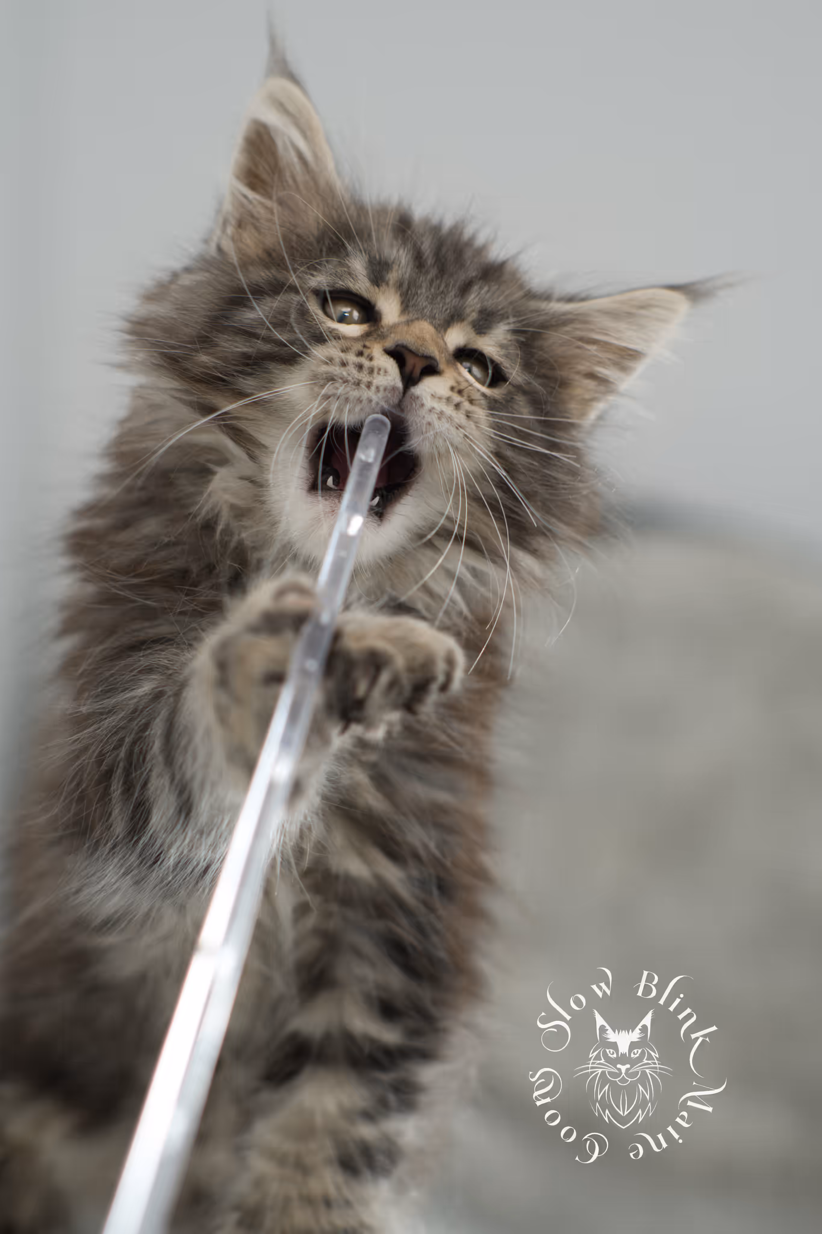 black tabby maine coon kitten | brown golden warm tabby maine coon | poly | taken may 2025 | ems code mcp n 22 | male | age 8 weeks Black Tabby Maine Coon Kittens > black tabby maine coon kitten | brown golden warm tabby maine coon | poly | taken may 2025 | ems code mcp n 22 | male | age 8 weeks | idx 20