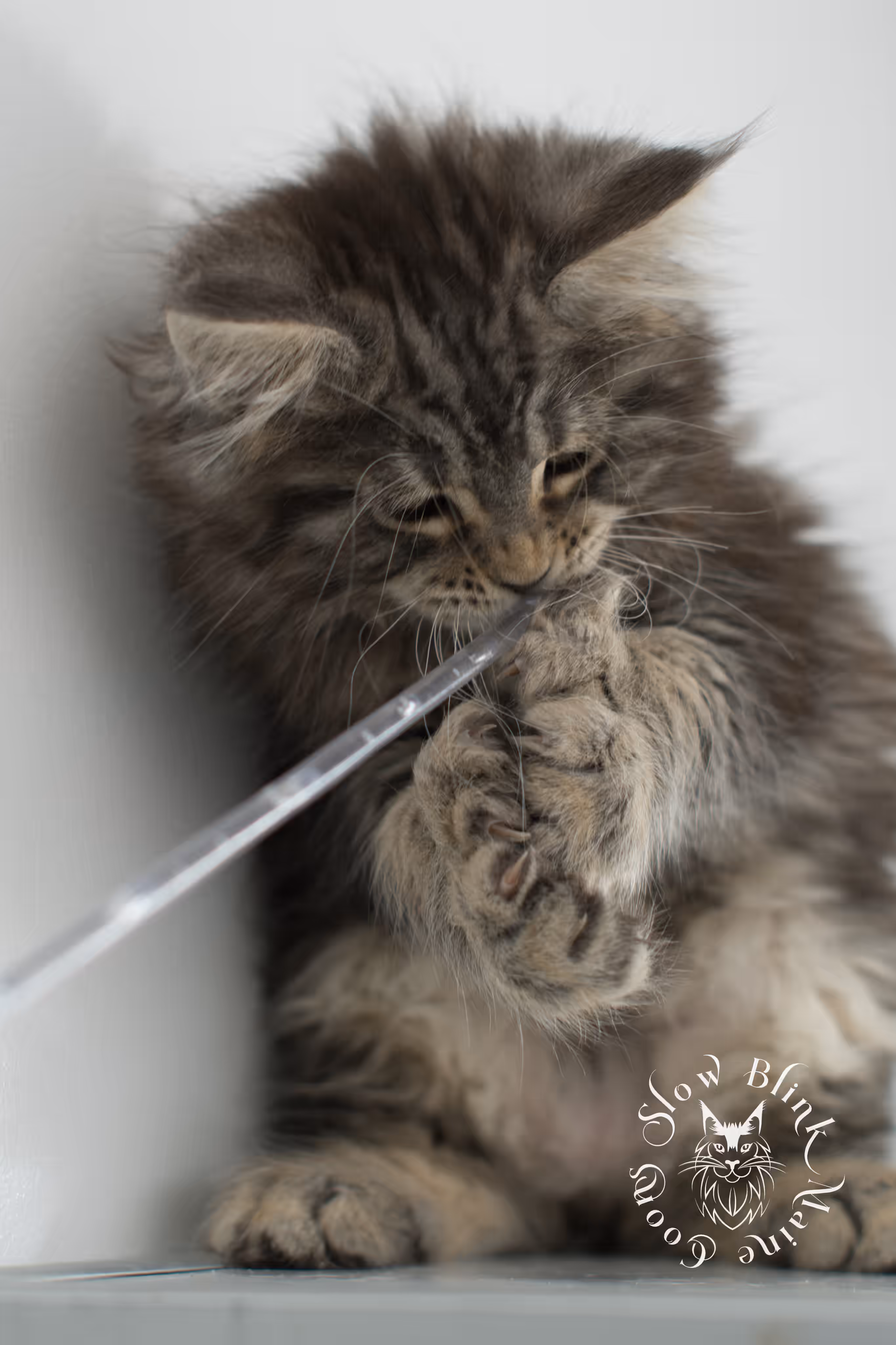 black tabby maine coon kitten | brown golden warm tabby maine coon | poly | taken may 2025 | ems code mcp n 22 | male | age 8 weeks Black Tabby Maine Coon Kittens > black tabby maine coon kitten | brown golden warm tabby maine coon | poly | taken may 2025 | ems code mcp n 22 | male | age 8 weeks | idx 21