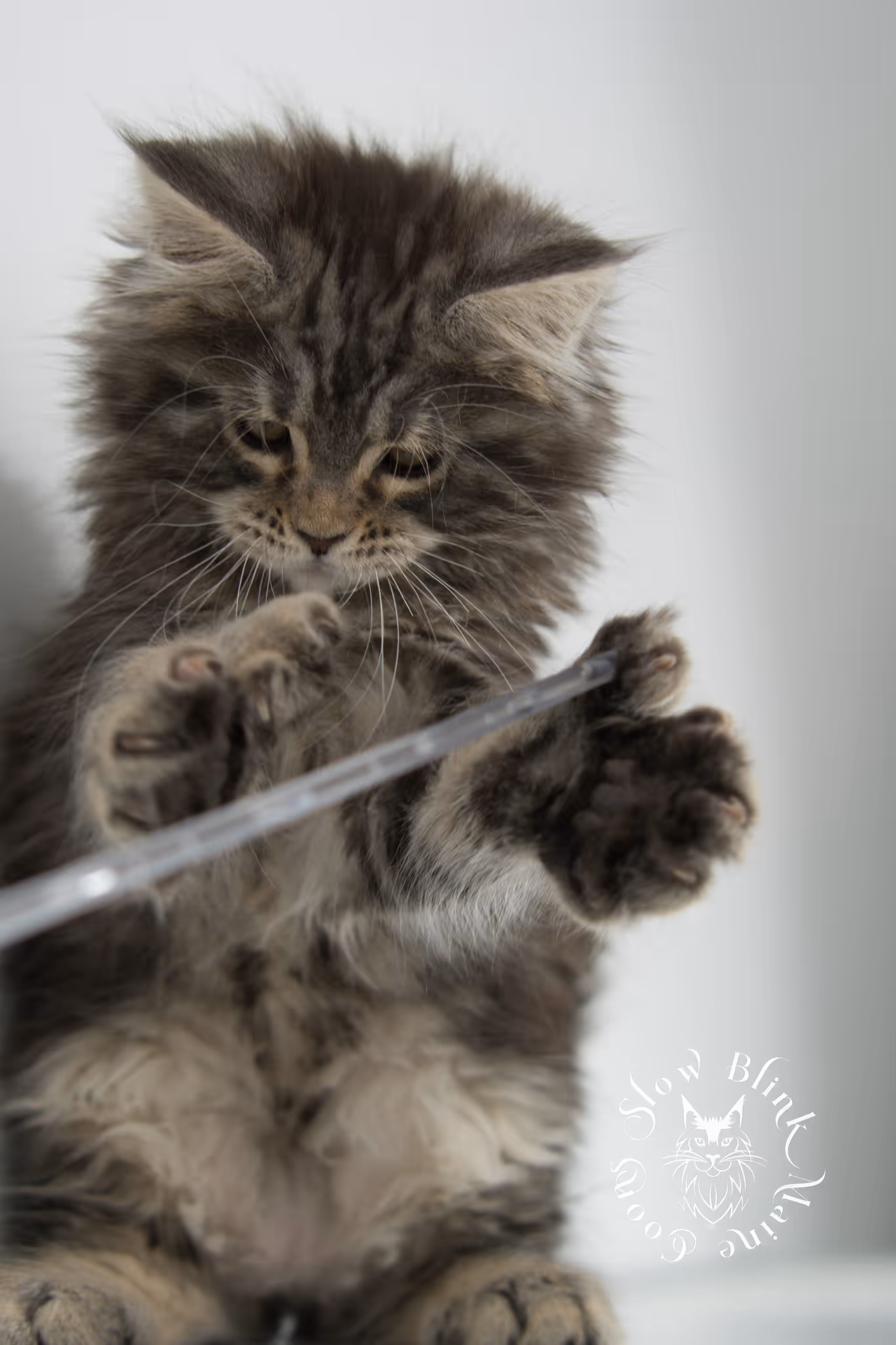 black tabby maine coon kitten | brown golden warm tabby maine coon | poly | taken may 2025 | ems code mcp n 22 | male | age 8 weeks Black Tabby Maine Coon Kittens > black tabby maine coon kitten | brown golden warm tabby maine coon | poly | taken may 2025 | ems code mcp n 22 | male | age 8 weeks | idx 22