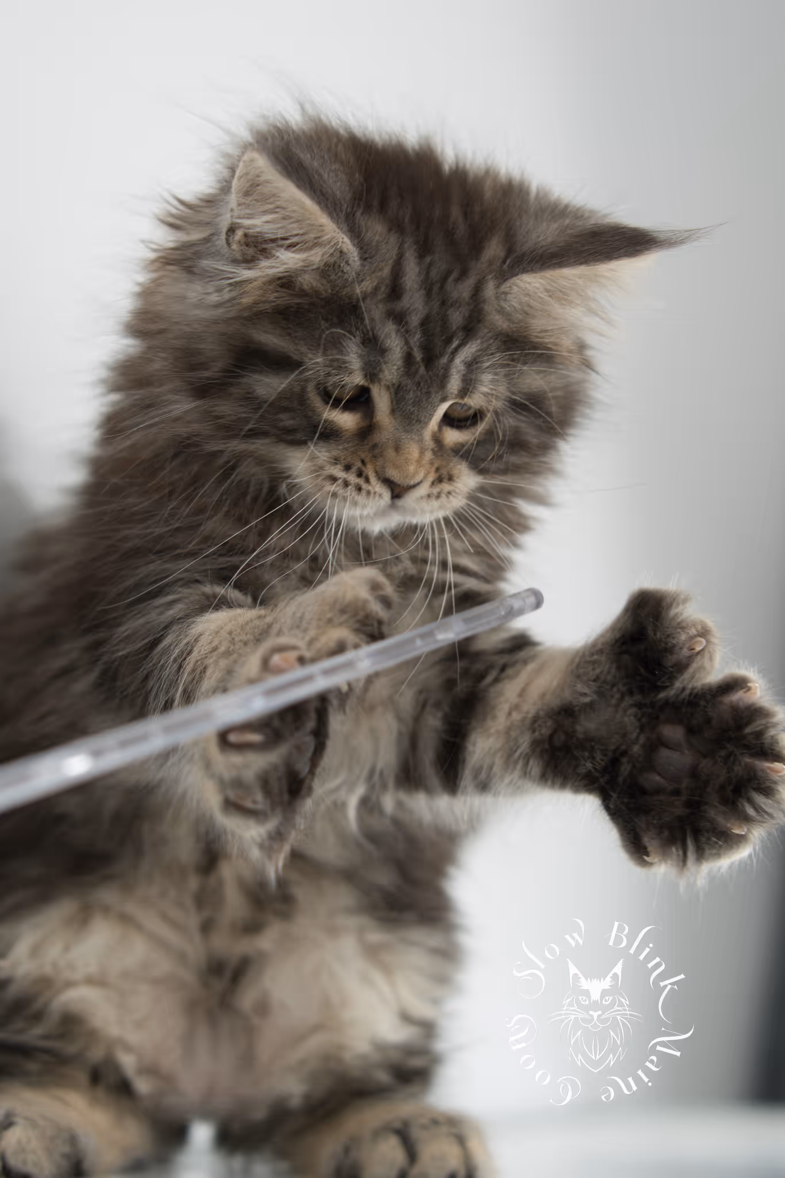 black tabby maine coon kitten | brown golden warm tabby maine coon | poly | taken may 2025 | ems code mcp n 22 | male | age 8 weeks Black Tabby Maine Coon Kittens > black tabby maine coon kitten | brown golden warm tabby maine coon | poly | taken may 2025 | ems code mcp n 22 | male | age 8 weeks | idx 23