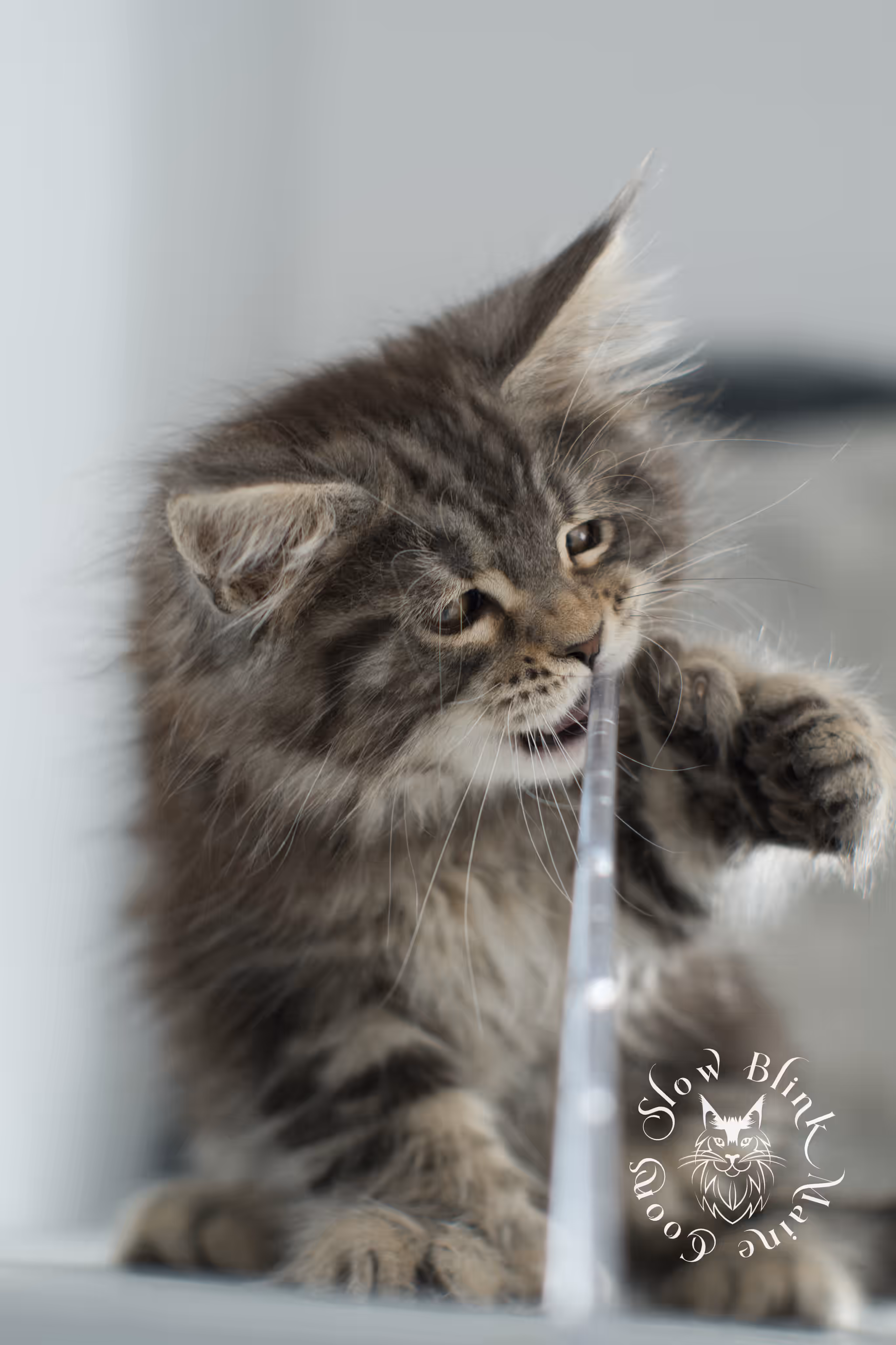 black tabby maine coon kitten | brown golden warm tabby maine coon | poly | taken may 2025 | ems code mcp n 22 | male | age 8 weeks Black Tabby Maine Coon Kittens > black tabby maine coon kitten | brown golden warm tabby maine coon | poly | taken may 2025 | ems code mcp n 22 | male | age 8 weeks | idx 24
