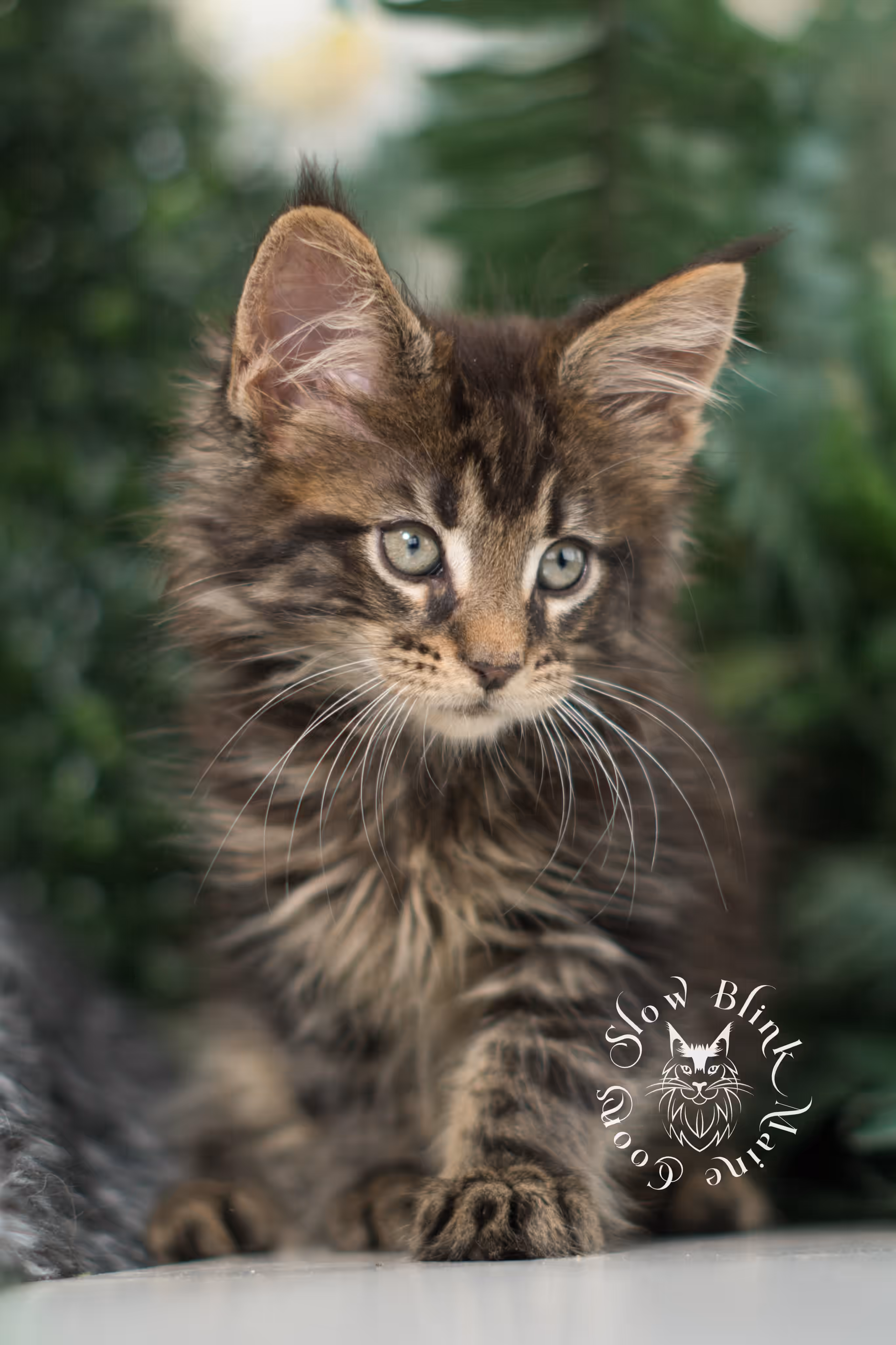 black tabby maine coon kitten | ems code mco ns 22 | female | standard paws | mar 2025 Black Tabby Maine Coon Kittens > black tabby maine coon kitten | ems code mco ns 22 | female | standard paws | mar 2025 | idx 1