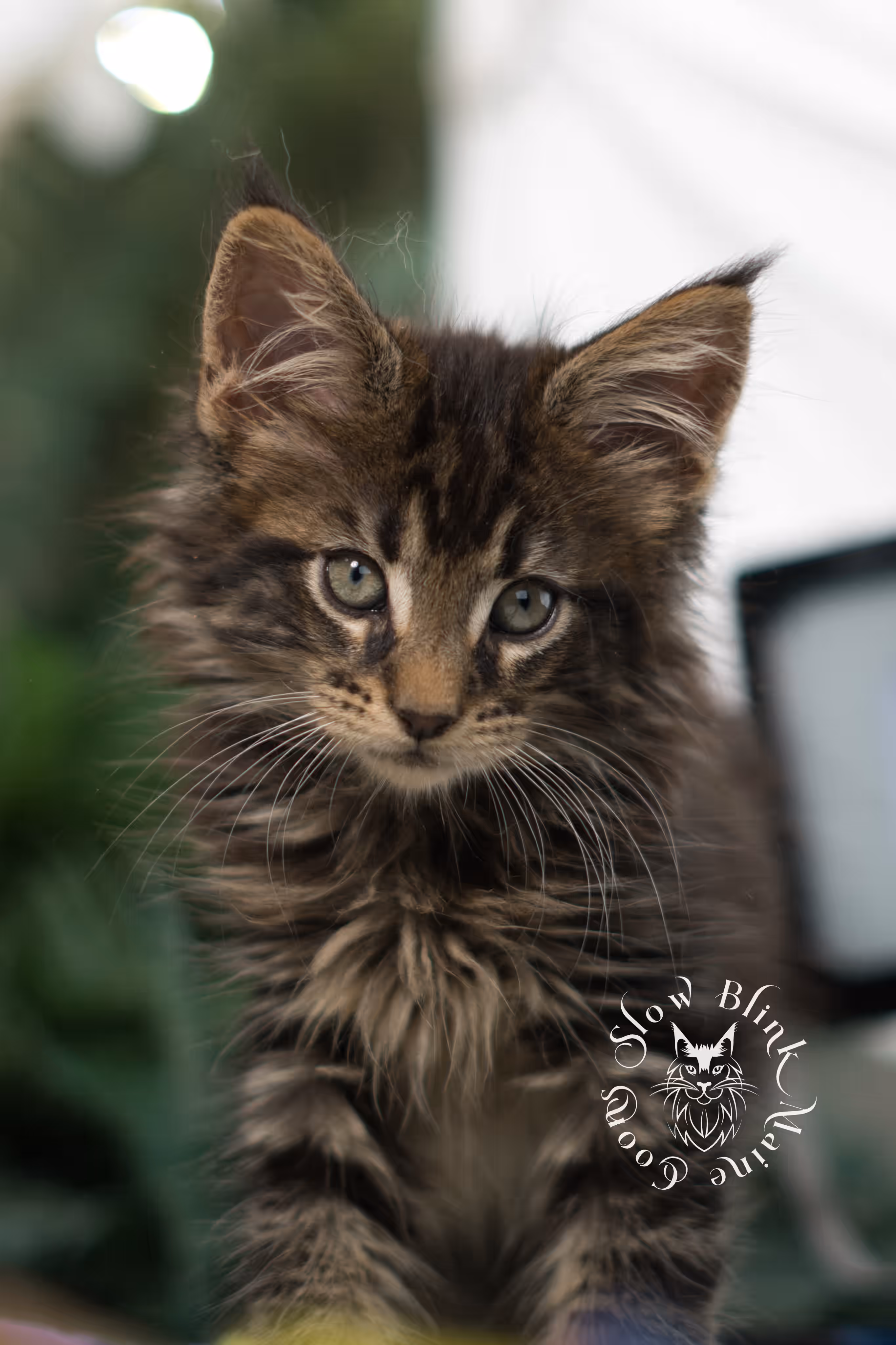 black tabby maine coon kitten | ems code mco ns 22 | female | standard paws | mar 2025 Black Tabby Maine Coon Kittens > black tabby maine coon kitten | ems code mco ns 22 | female | standard paws | mar 2025 | idx 2