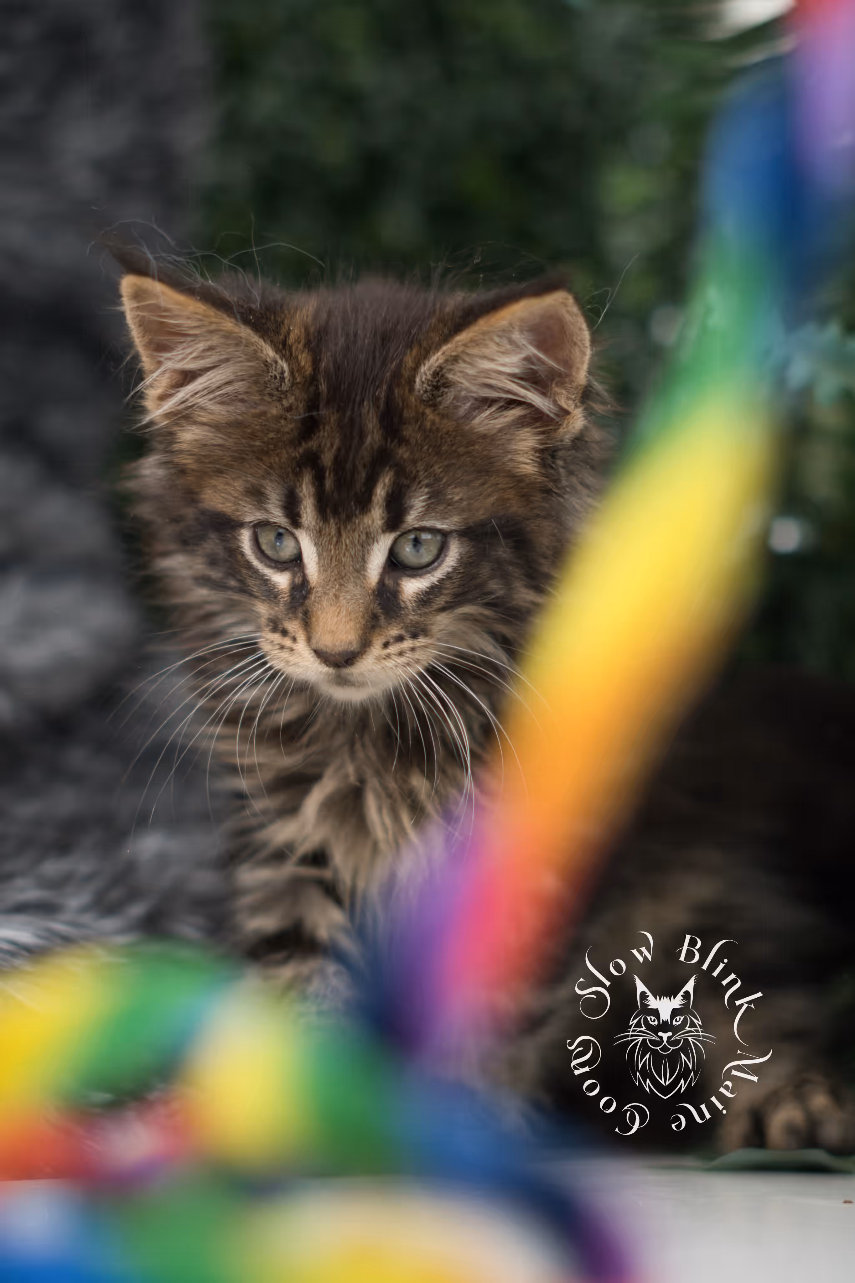 black tabby maine coon kitten | ems code mco ns 22 | female | standard paws | mar 2025 Black Tabby Maine Coon Kittens > black tabby maine coon kitten | ems code mco ns 22 | female | standard paws | mar 2025 | idx 3