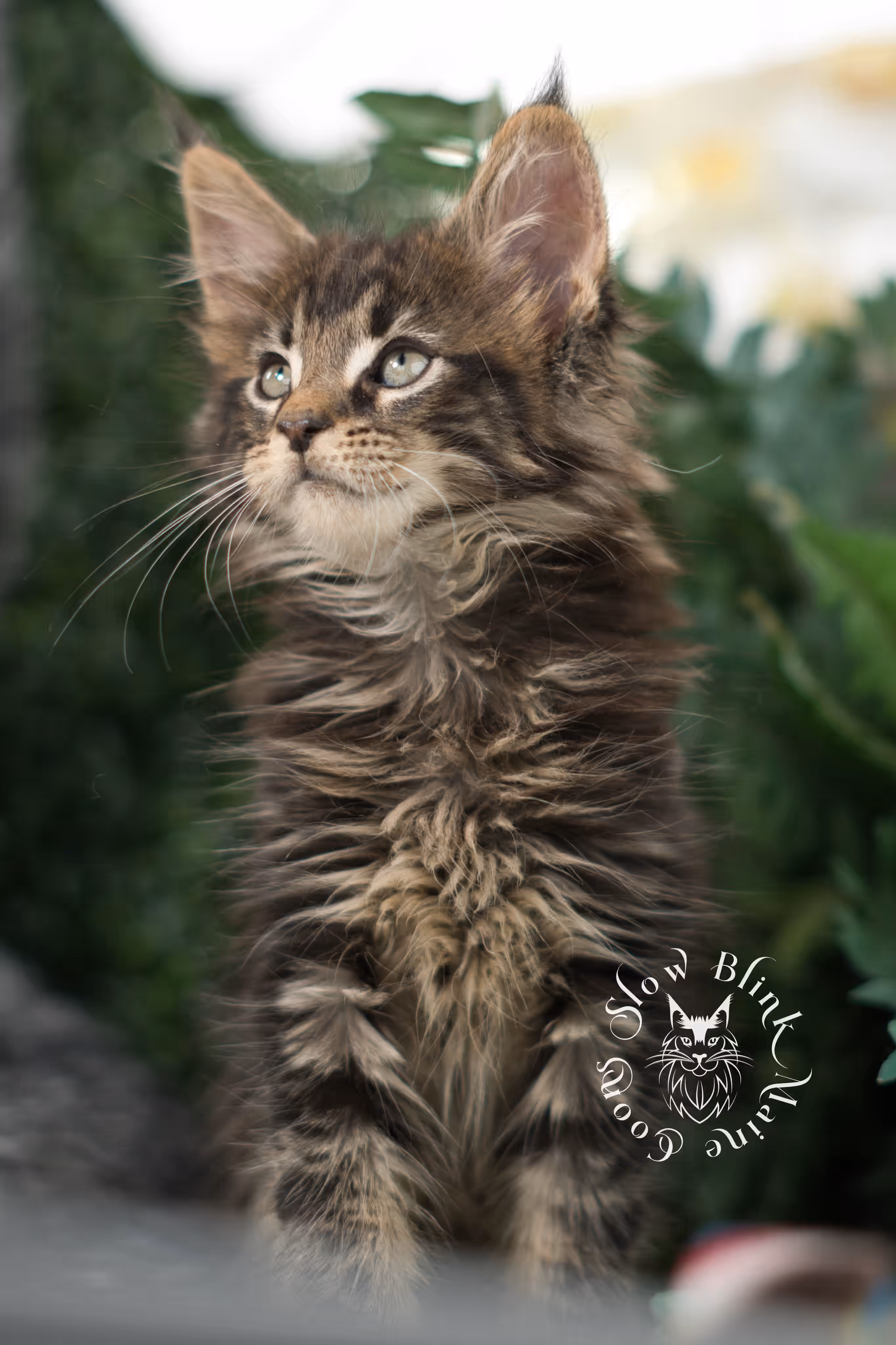 black tabby maine coon kitten | ems code mco ns 22 | female | standard paws | mar 2025 Black Tabby Maine Coon Kittens > black tabby maine coon kitten | ems code mco ns 22 | female | standard paws | mar 2025 | idx 4