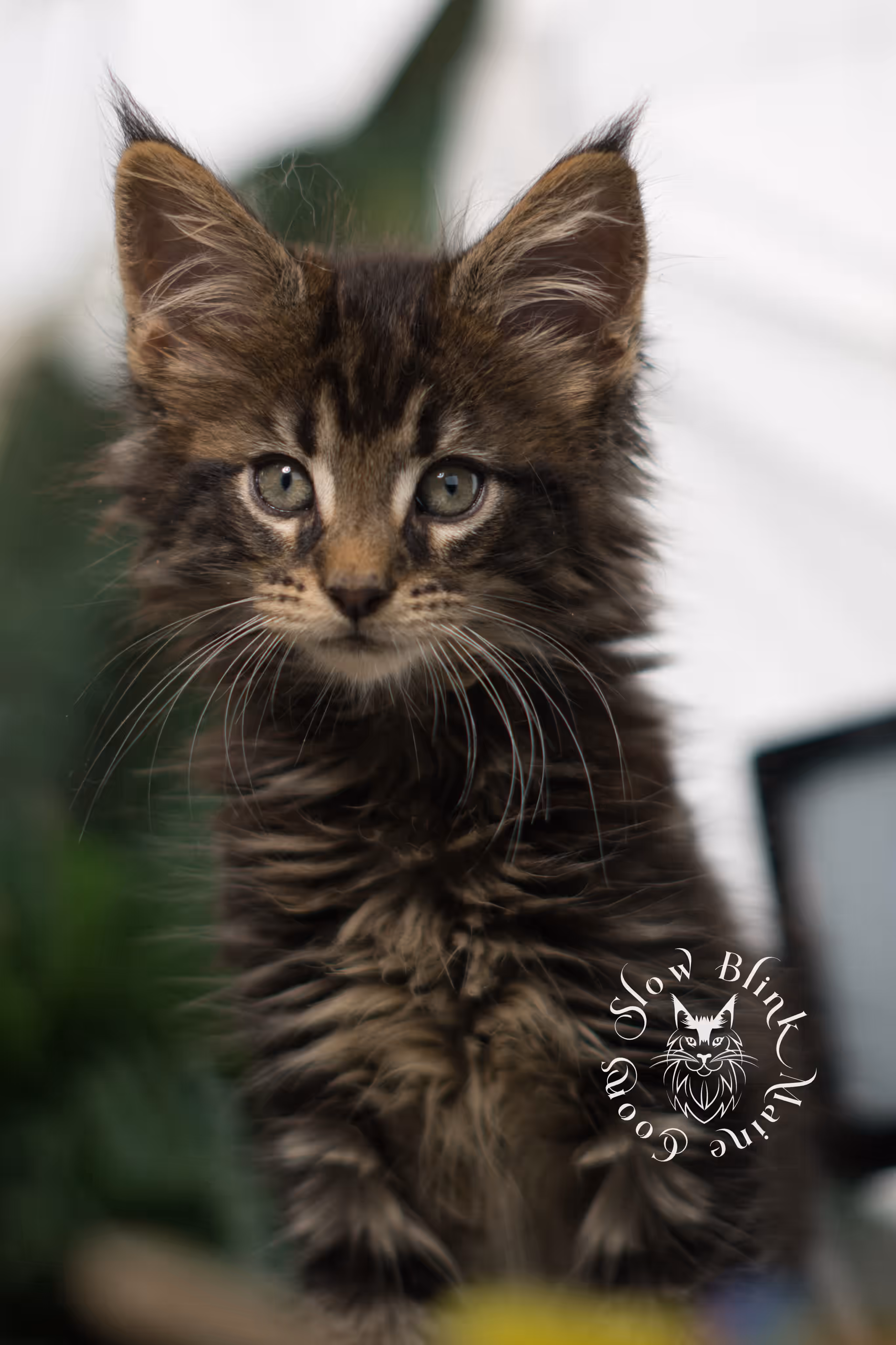 black tabby maine coon kitten | ems code mco ns 22 | female | standard paws | mar 2025 Black Tabby Maine Coon Kittens > black tabby maine coon kitten | ems code mco ns 22 | female | standard paws | mar 2025 | idx 5