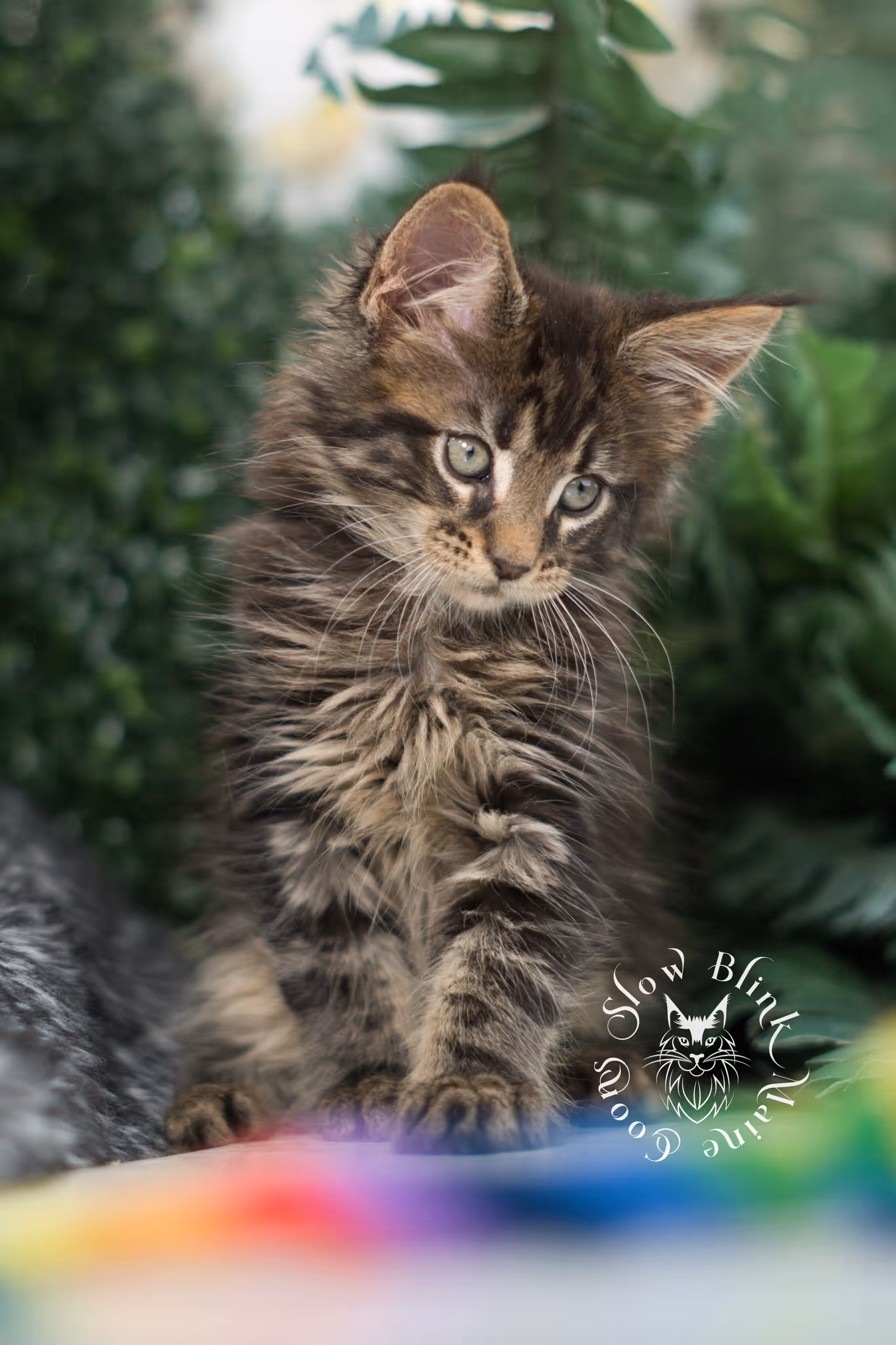black tabby maine coon kitten | ems code mco ns 22 | female | standard paws | mar 2025 Black Tabby Maine Coon Kittens > black tabby maine coon kitten | ems code mco ns 22 | female | standard paws | mar 2025 | idx 6