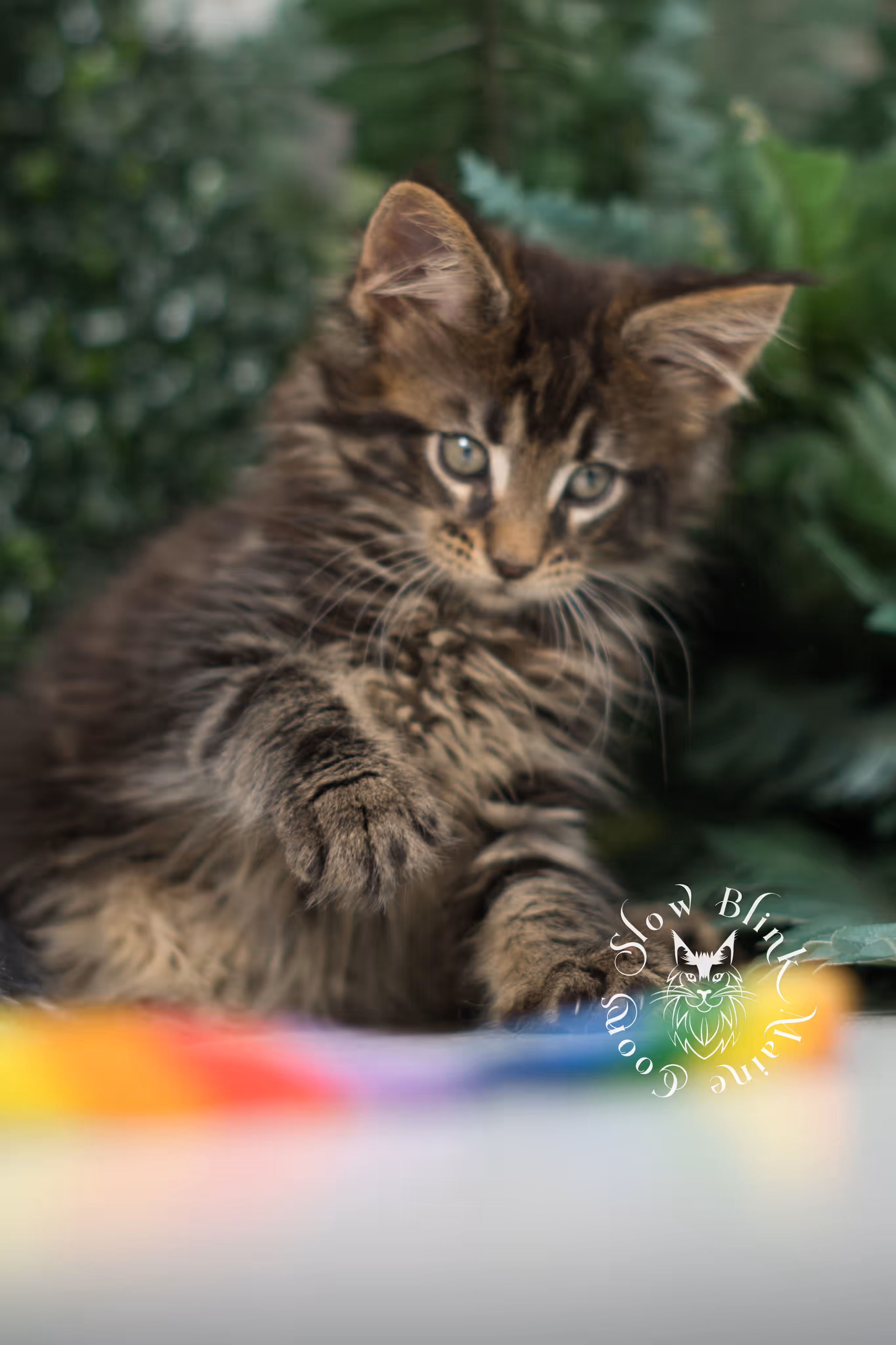 black tabby maine coon kitten | ems code mco ns 22 | female | standard paws | mar 2025 Black Tabby Maine Coon Kittens > black tabby maine coon kitten | ems code mco ns 22 | female | standard paws | mar 2025 | idx 8