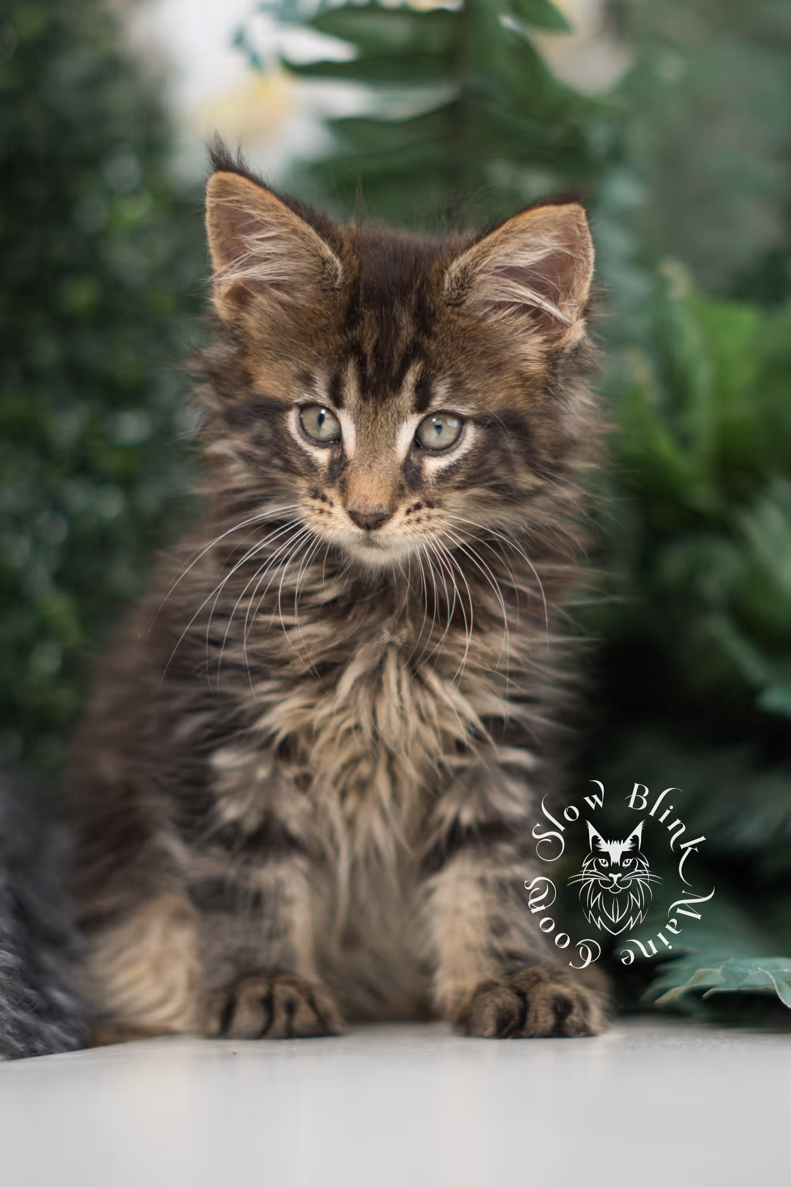 black tabby maine coon kitten | ems code mco ns 22 | female | standard paws | mar 2025 Black Tabby Maine Coon Kittens > black tabby maine coon kitten | ems code mco ns 22 | female | standard paws | mar 2025 | idx 9