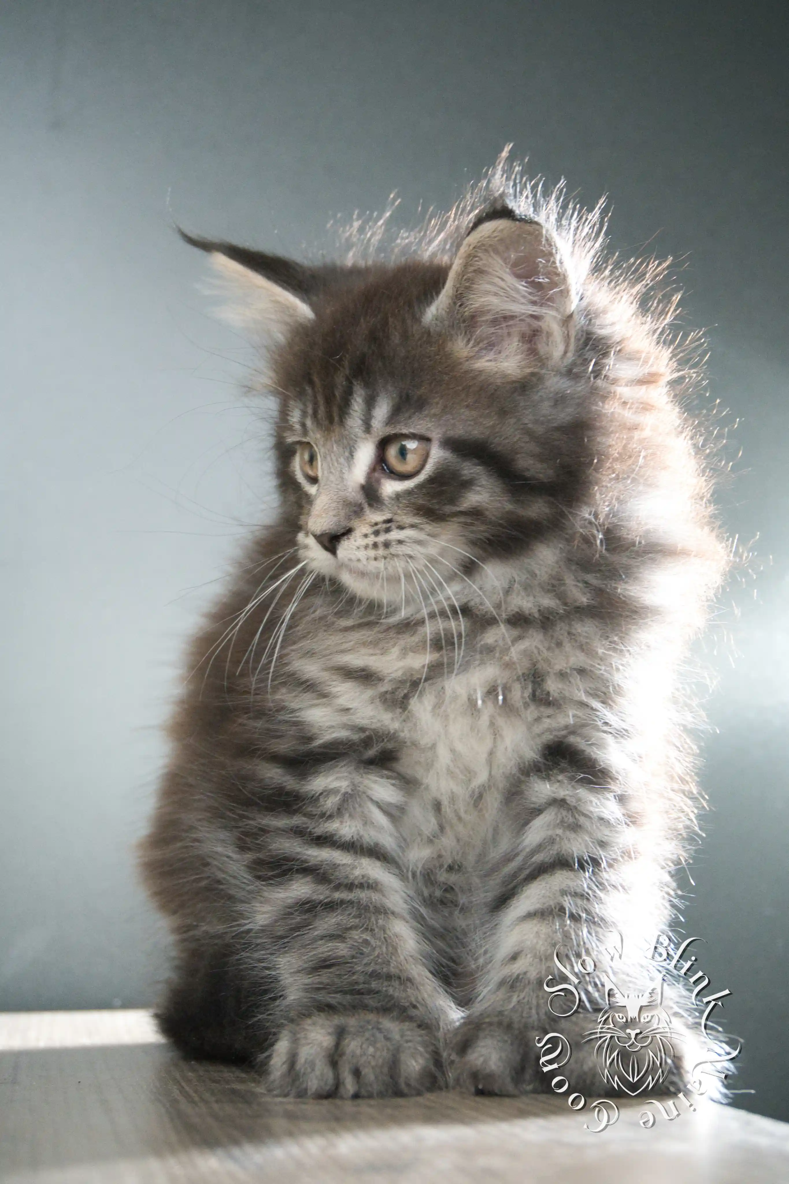 Black Tabby Maine Coon Kittens > black tabby maine coon kitten | male | age 8 weeks | classic tabby | ems code n 22 | slowblinkmainecoons | taken aug 2024 | polydactyl | 7
