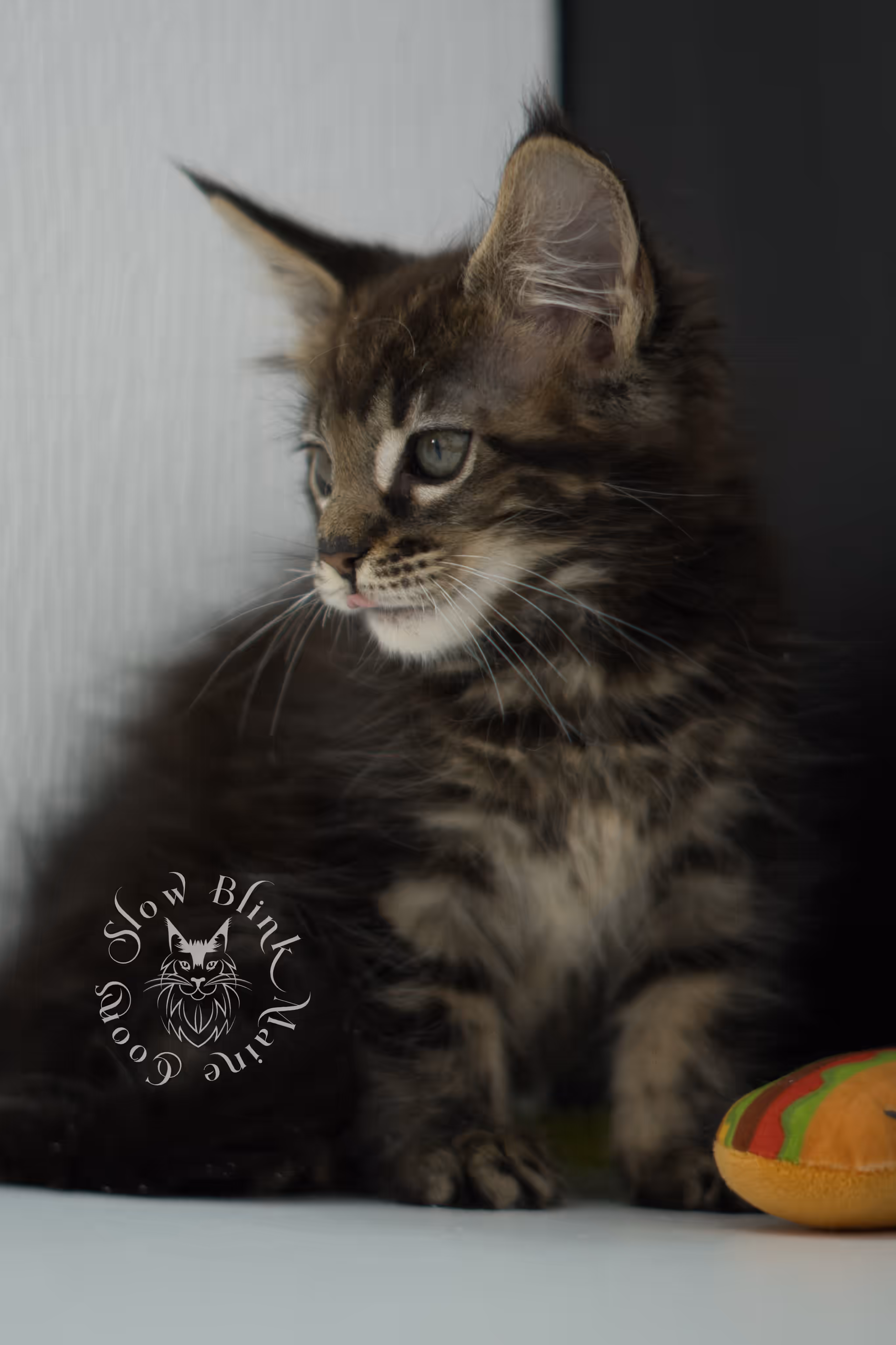 black tabby maine coon kitten ems code mco n 22 age 7 weeks old standard SlowBlink Maine Coons Photo > black tabby maine coon kitten ems code mco n 22 age 7 weeks old standard
