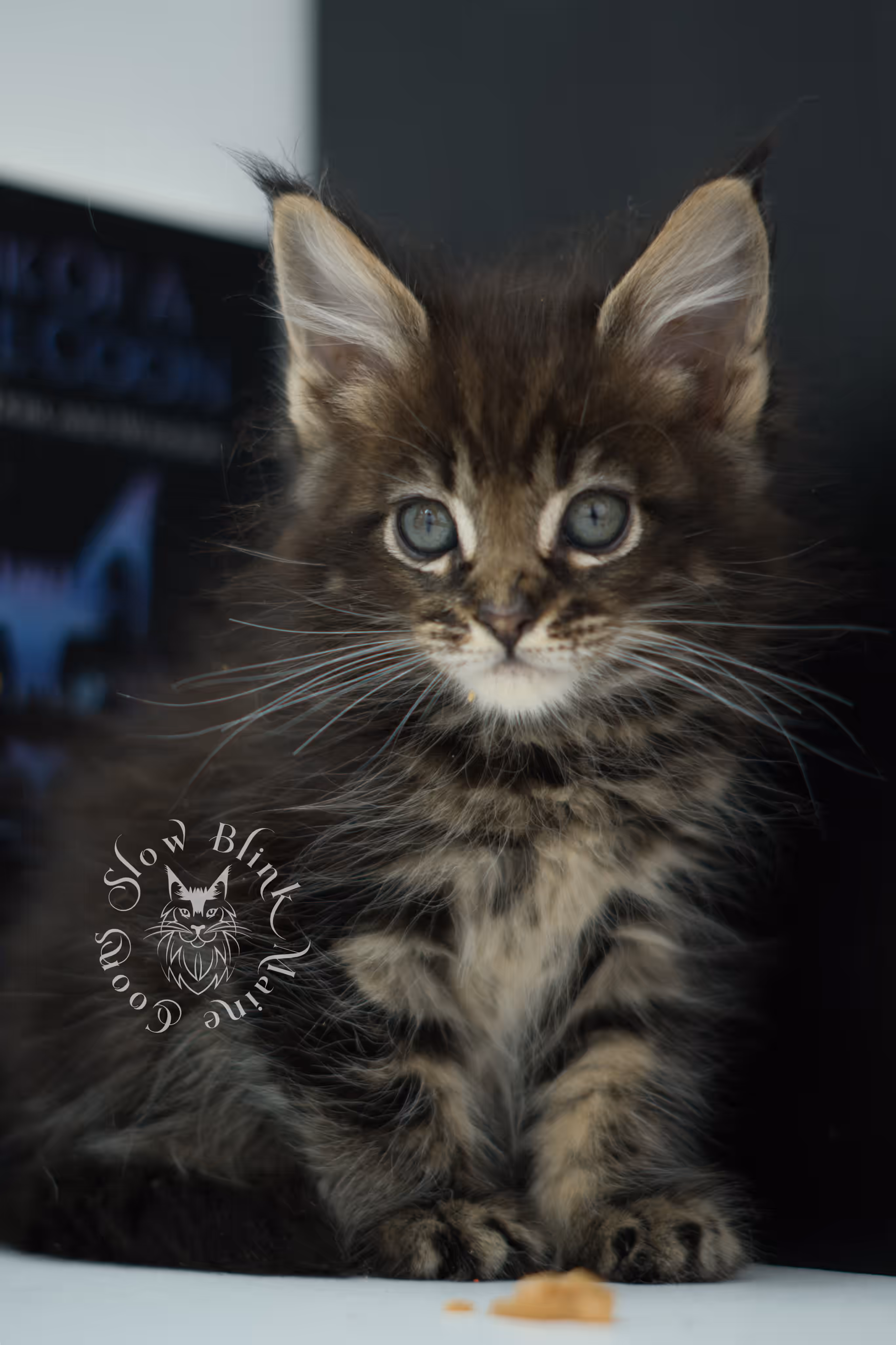 black tabby maine coon kitten ems code mco n 22 age 7 weeks old standard SlowBlink Maine Coons Photo > black tabby maine coon kitten ems code mco n 22 age 7 weeks old standard