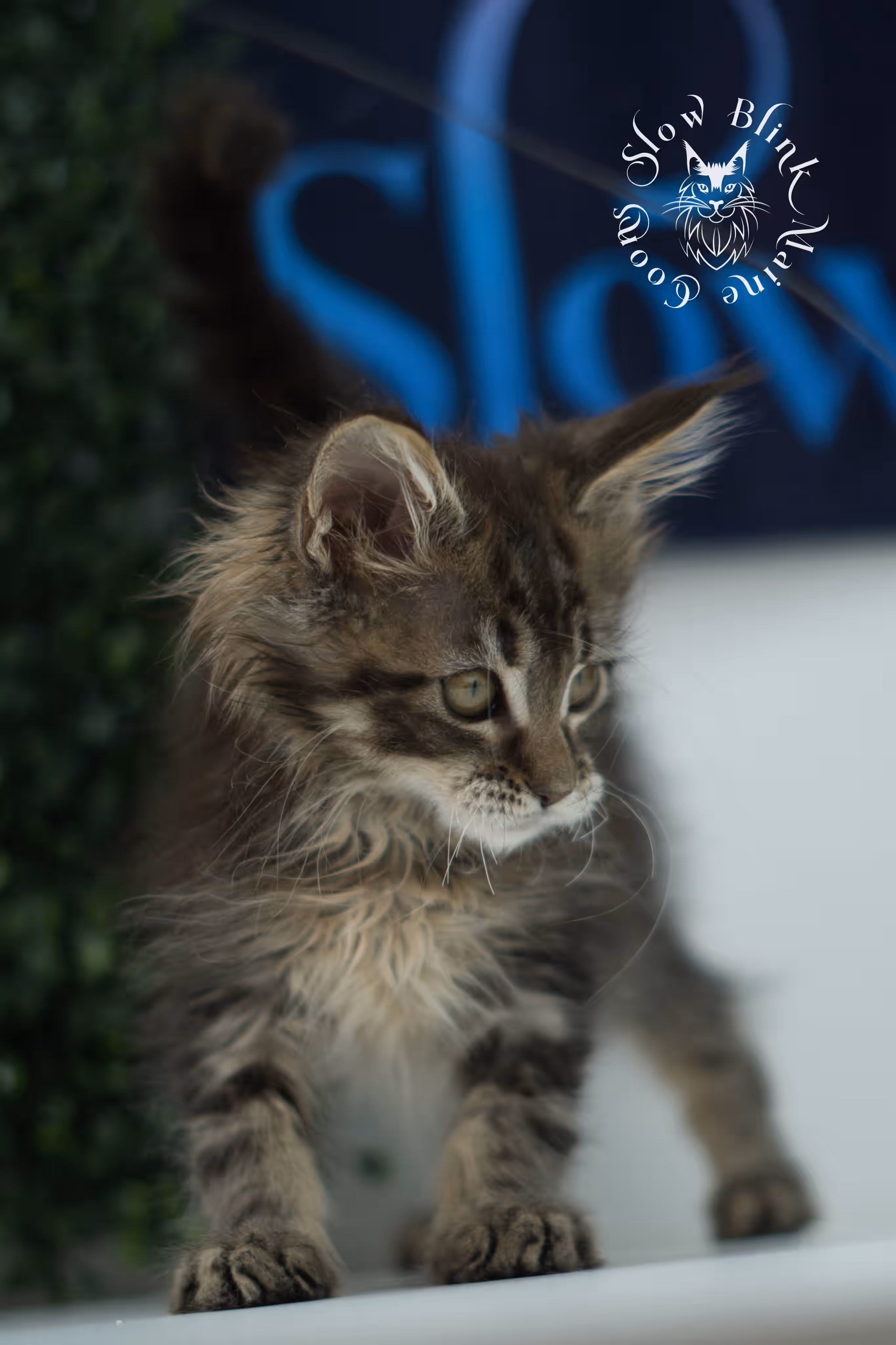 black tabby maine coon kitten ems code mco n 22 age 7 weeks old standard SlowBlink Maine Coons Photo > black tabby maine coon kitten ems code mco n 22 age 7 weeks old standard