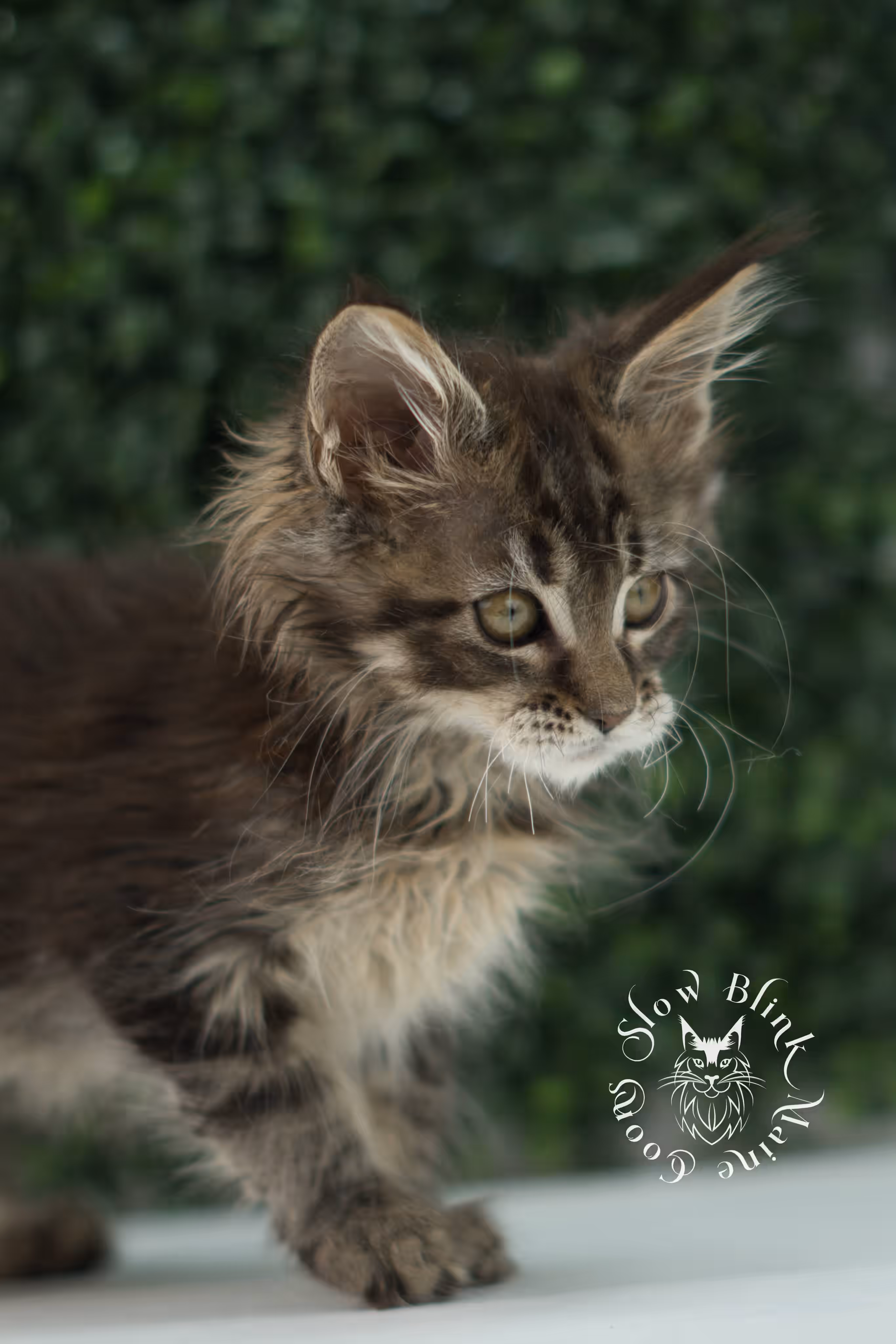 black tabby maine coon kitten ems code mco n 22 age 7 weeks old standard SlowBlink Maine Coons Photo > black tabby maine coon kitten ems code mco n 22 age 7 weeks old standard