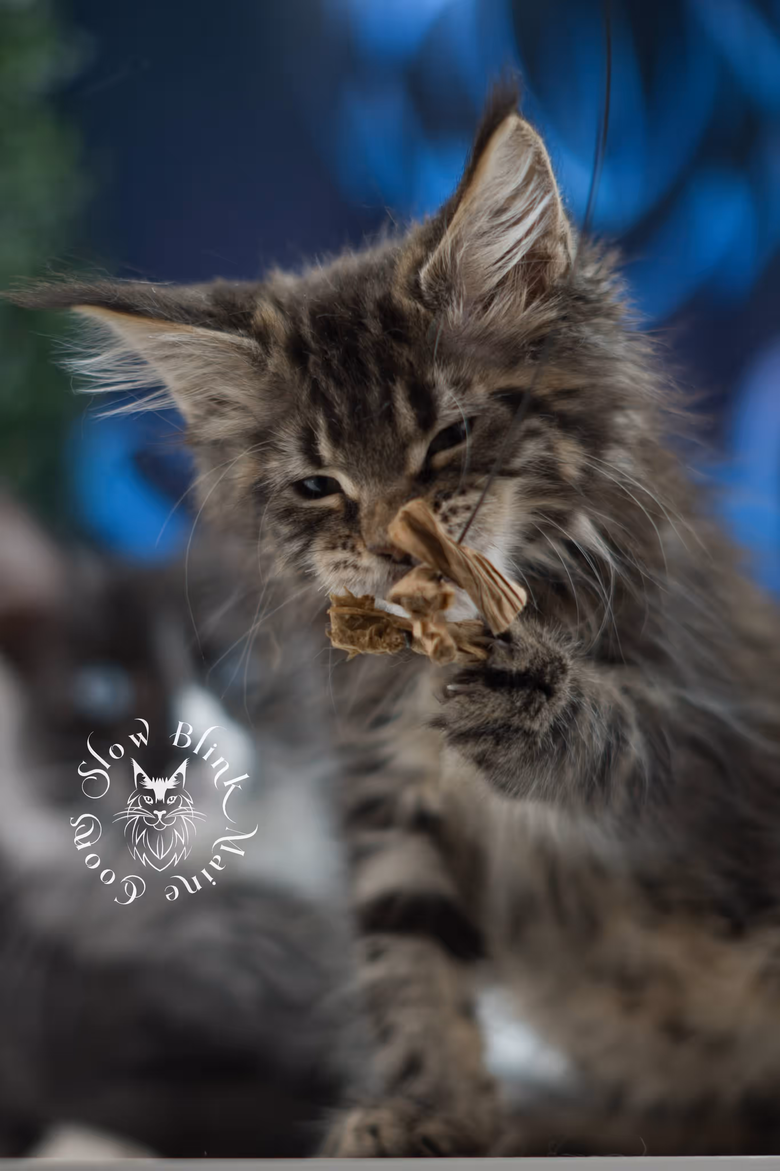 black tabby maine coon kitten male ems code mco n 22 age 9 weeks old taken jun 1 2026 SlowBlink Maine Coons Photo > black tabby maine coon kitten male ems code mco n 22 age 9 weeks old taken jun 1 2026